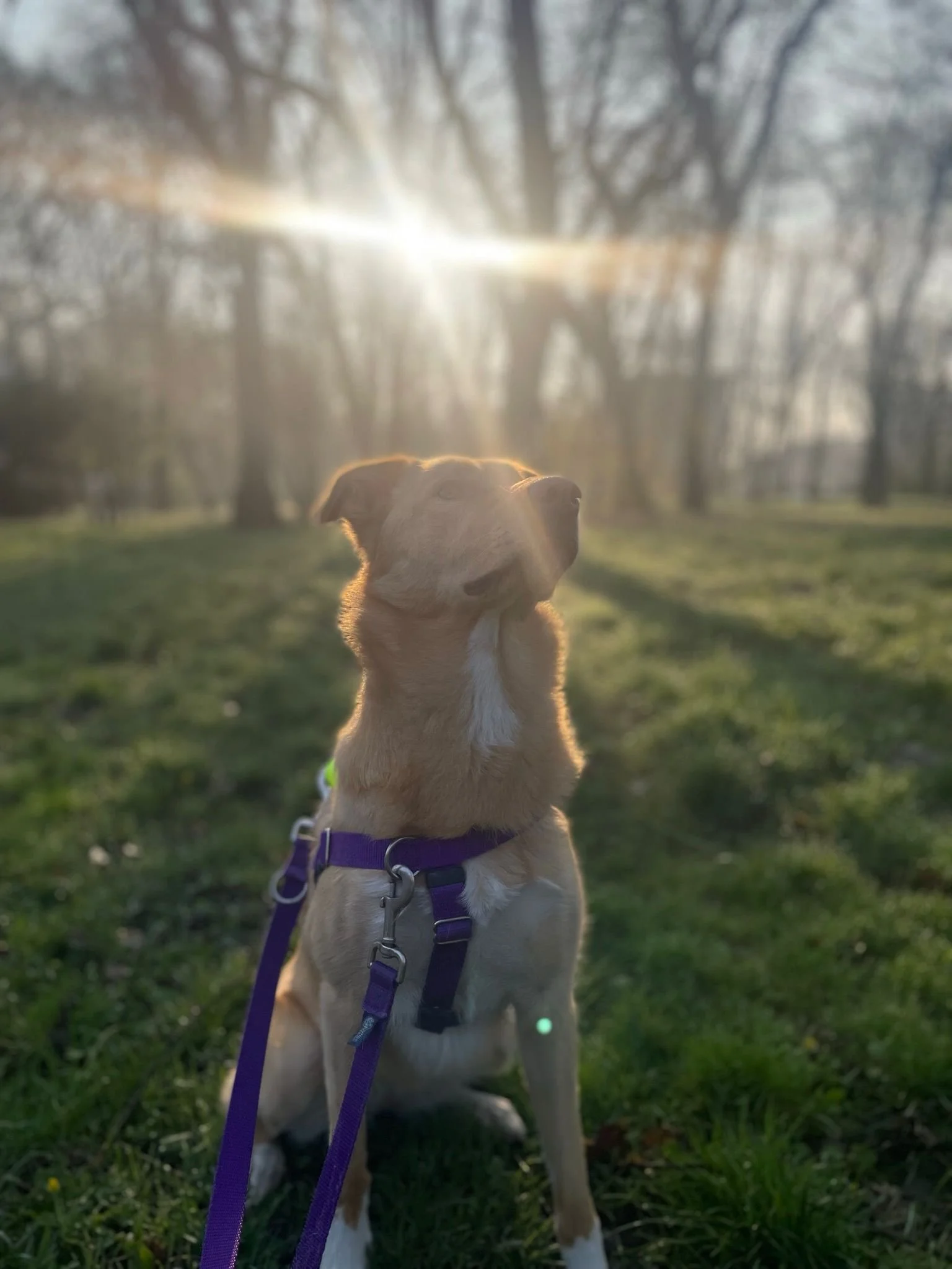 A dog sitting outdoors on grass during sunset, with sun rays shining through trees in the background.