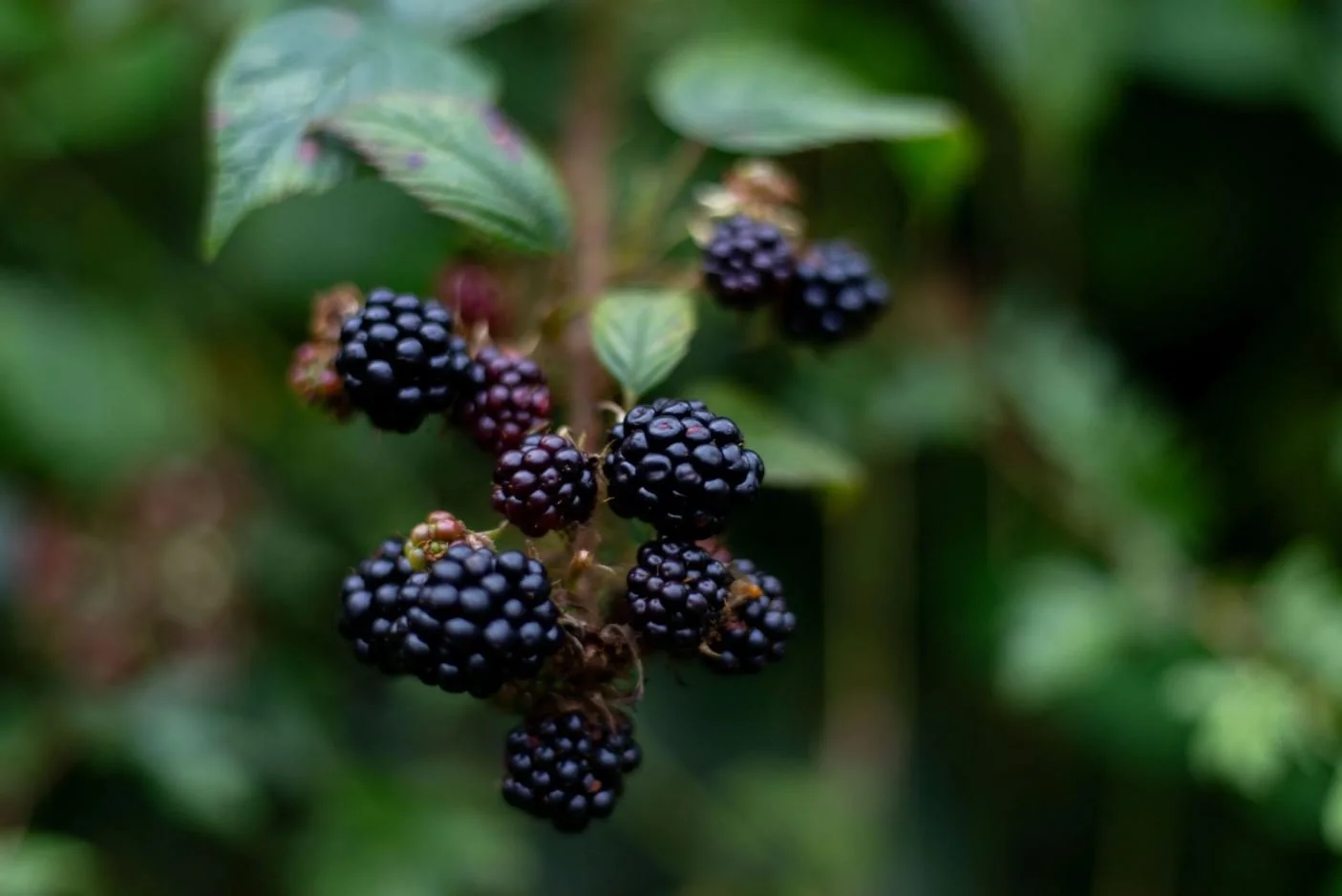 Rubus Fruticosus — The Problem is the Solution