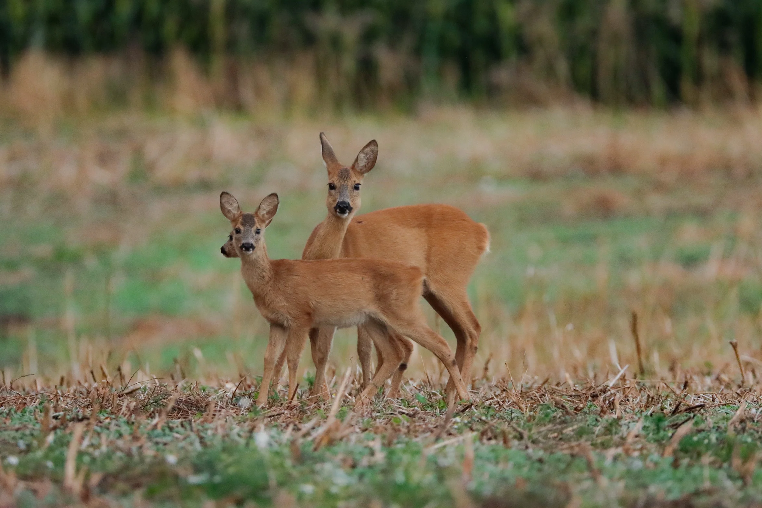 20240805200828_IMG_0621 (1).jpg