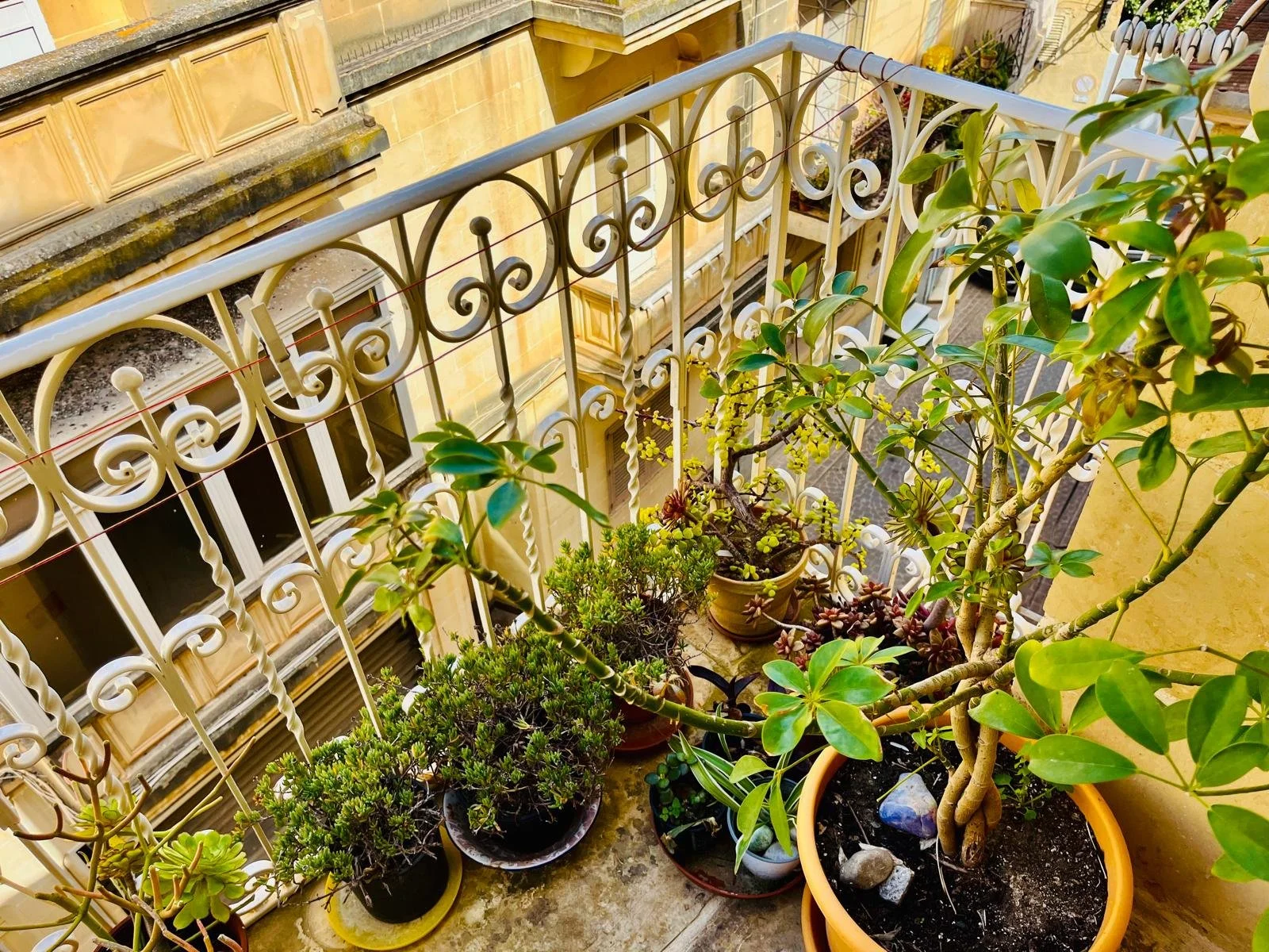 A small balcony garden with potted plants, including a large plant with twisted branches in a terracotta pot, next to several smaller potted plants, set against ornate white metal railing and a view of neighboring building with windows and yellowish 