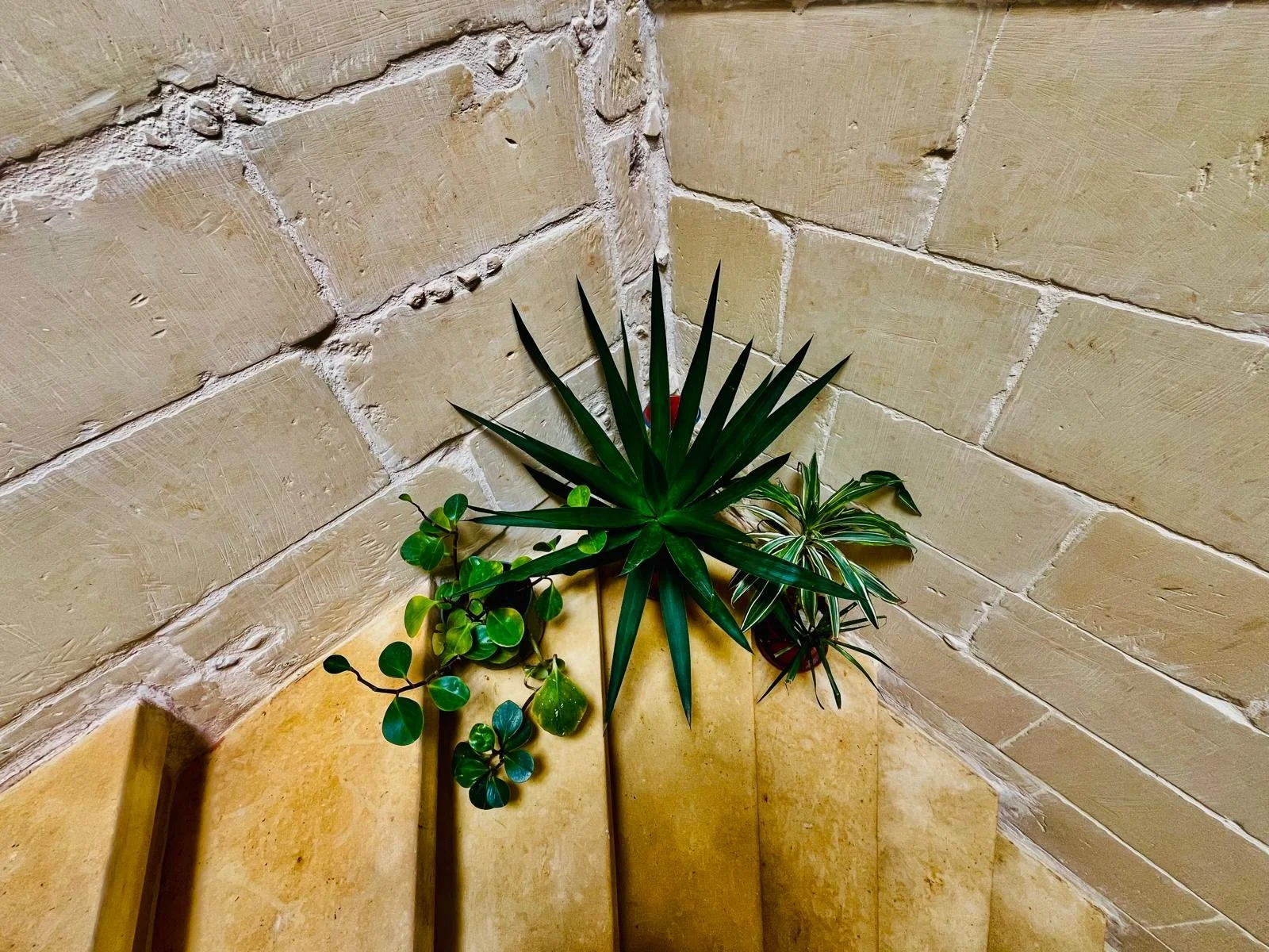 Indoor corner with three potted plants on a yellow surface against a beige brick wall.