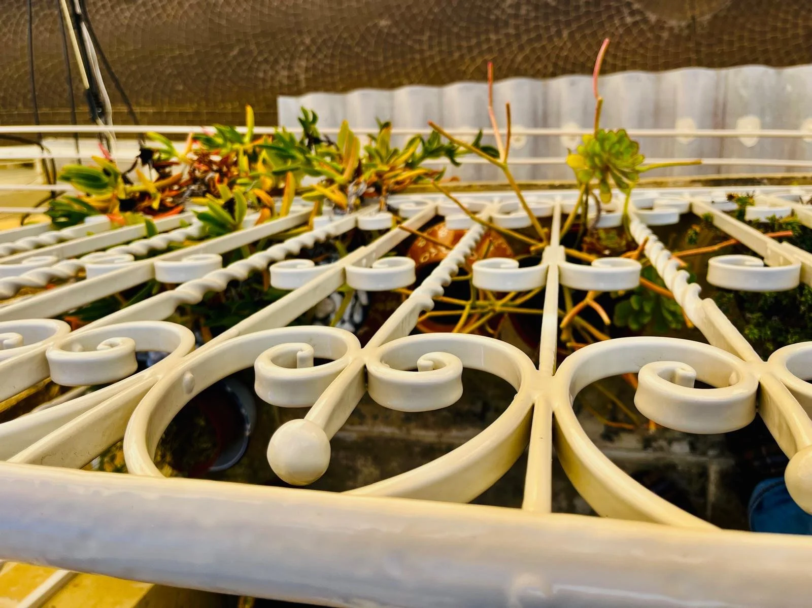 Close-up of a decorative white metal garden bench with intricate swirled design, with plants growing through and around it.