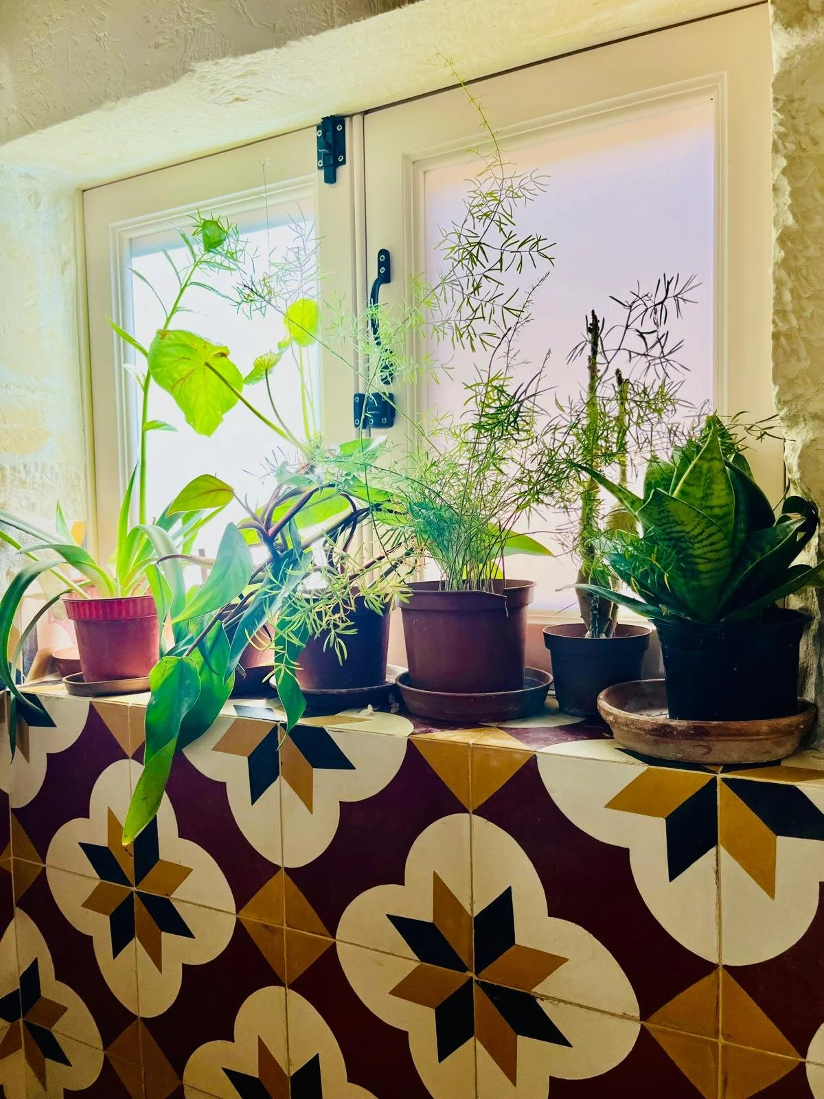 Several potted plants on a windowsill with decorative tiles, sunlight filtering through frosted window panes.