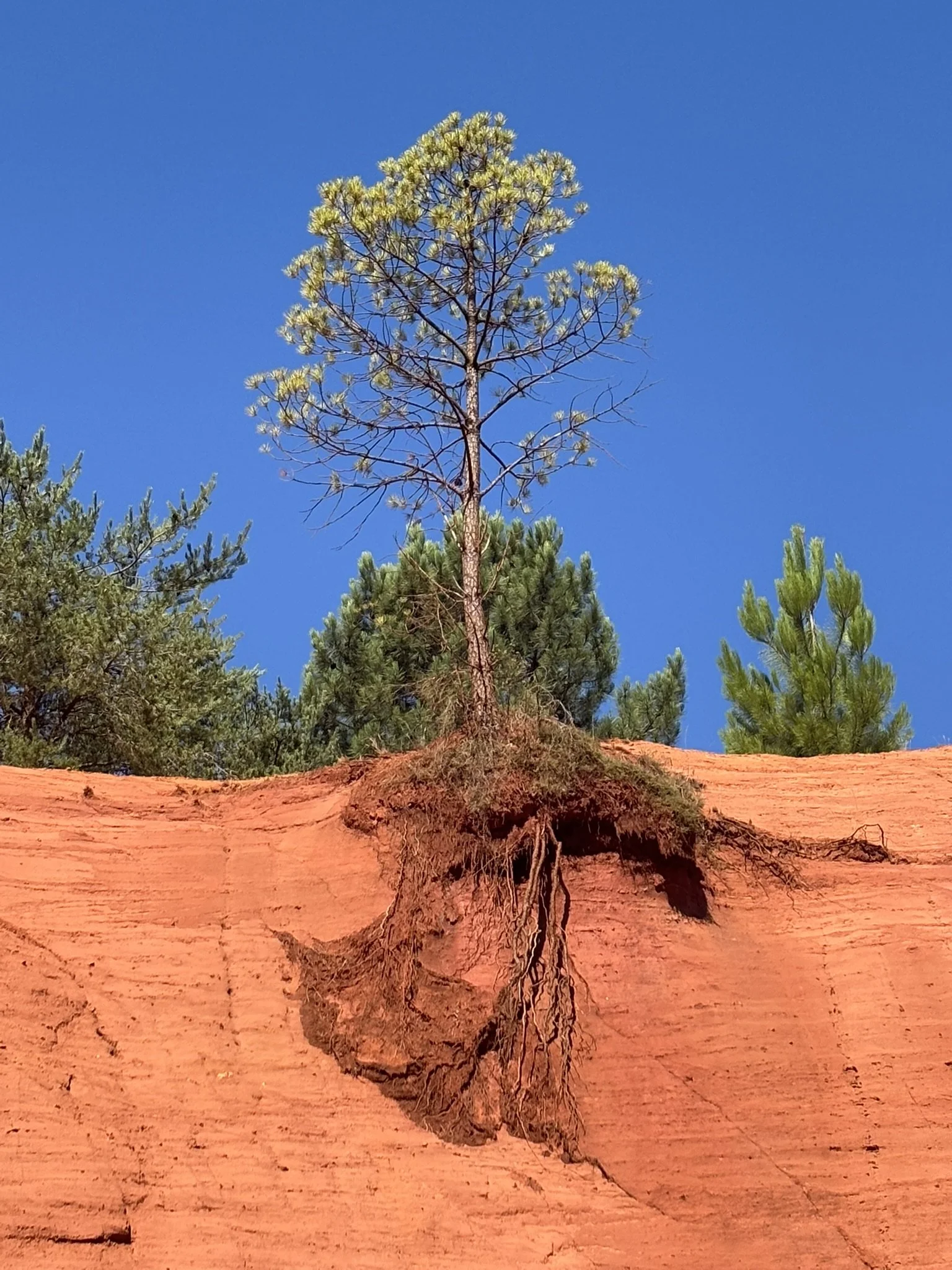 Un arbre pousse sur un lit de sable rouge, avec des branches vertes et une cime en feuilles, contre un ciel bleu clair.