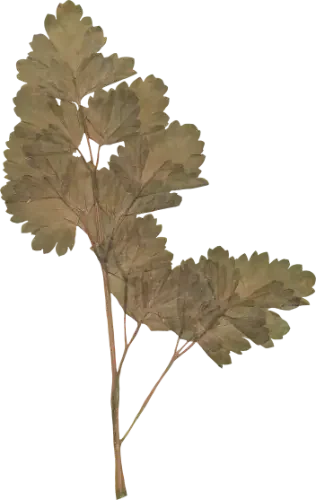 A cluster of dried, brownish leaves on a small branch.