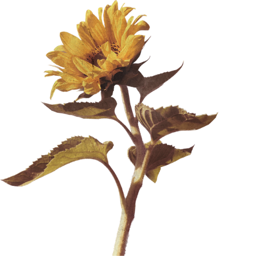 A yellow sunflower with green leaves on a stem.
