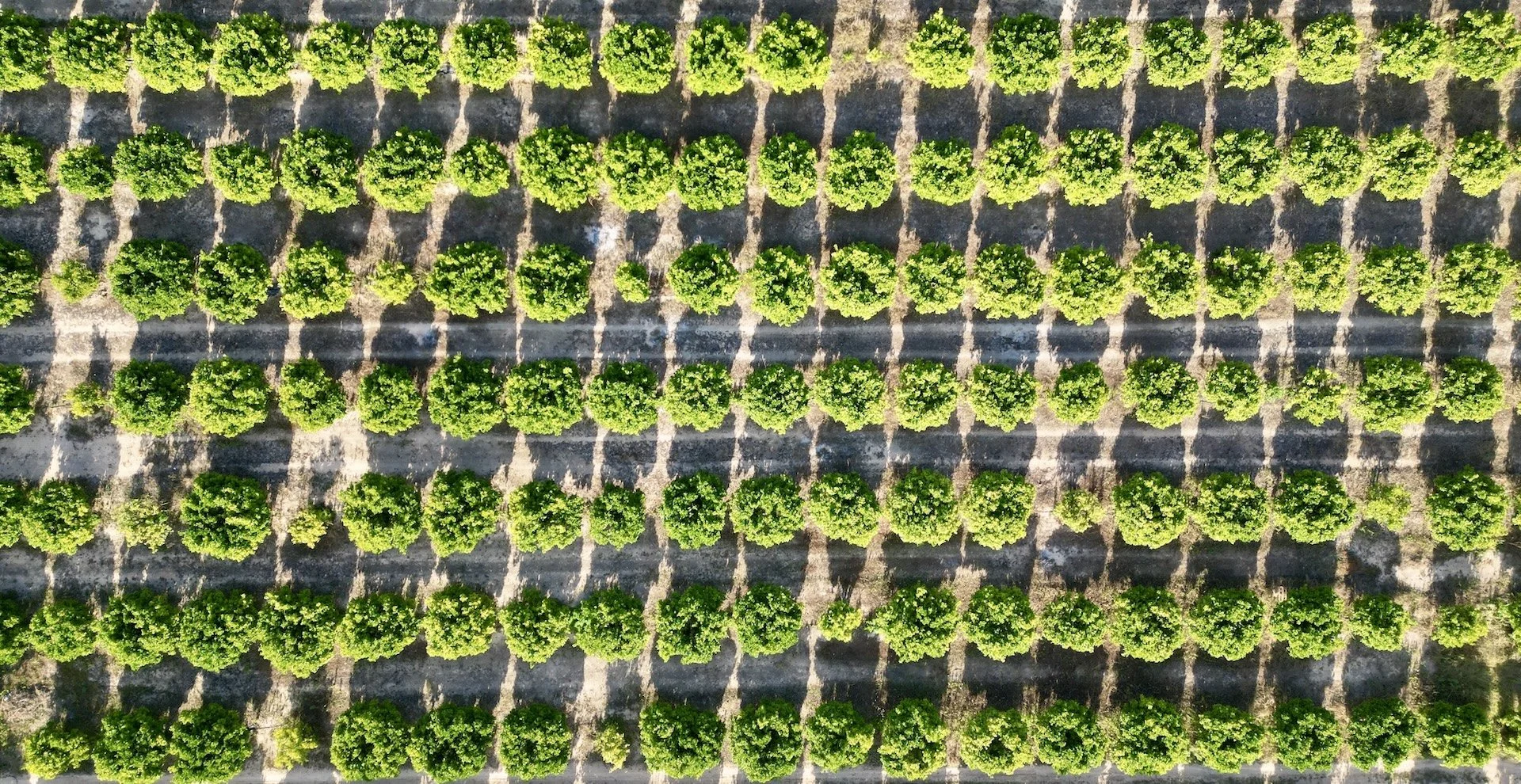 studio clauss_cornfield drone view.jpg