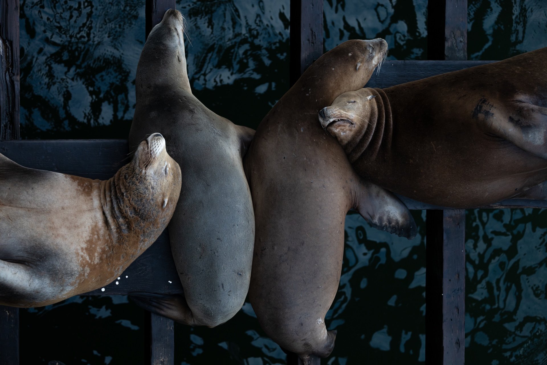 STUDIO CLAUSS_sleeping seals.jpg