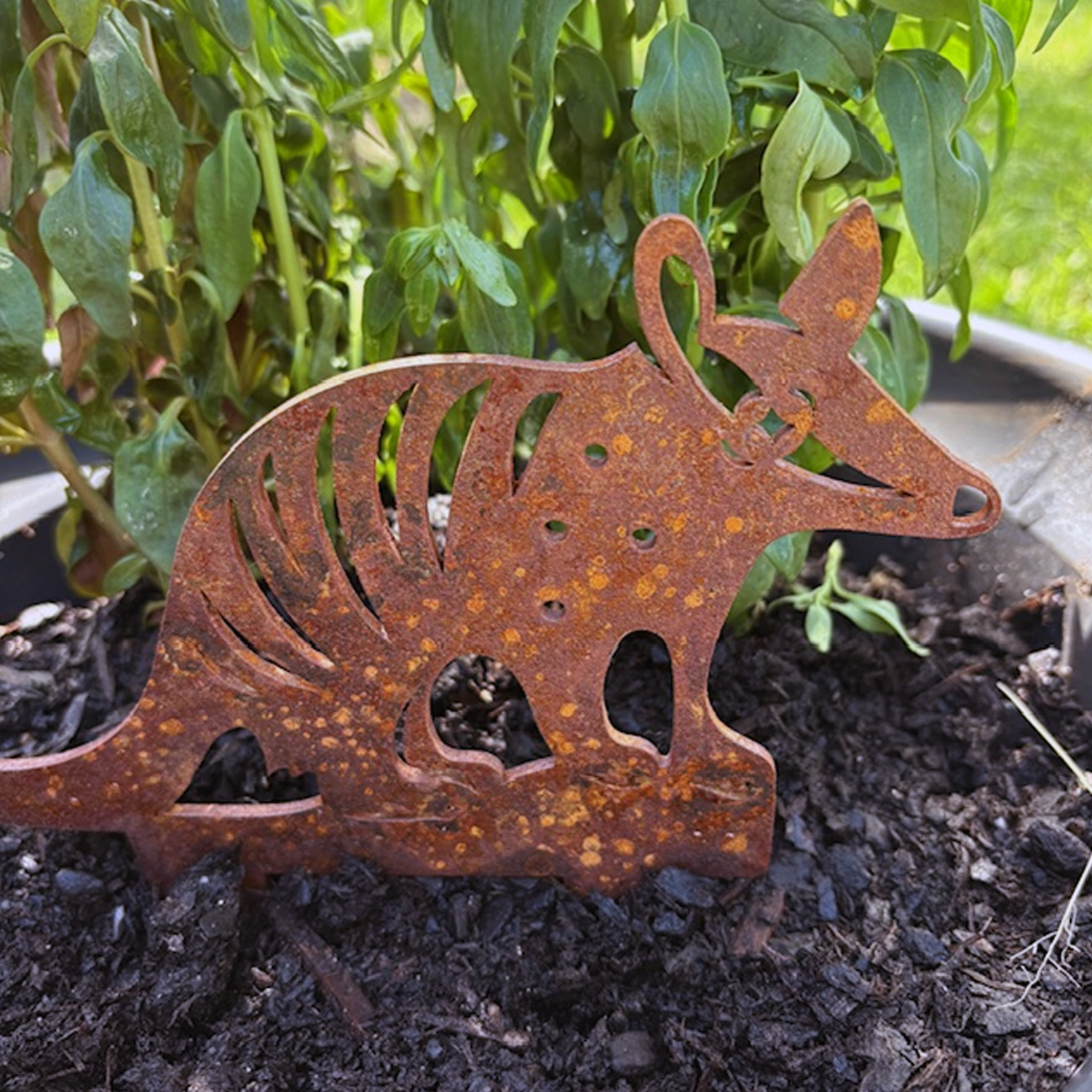 Rusty metal garden sculpture of a Numbat, placed in a potted plant.