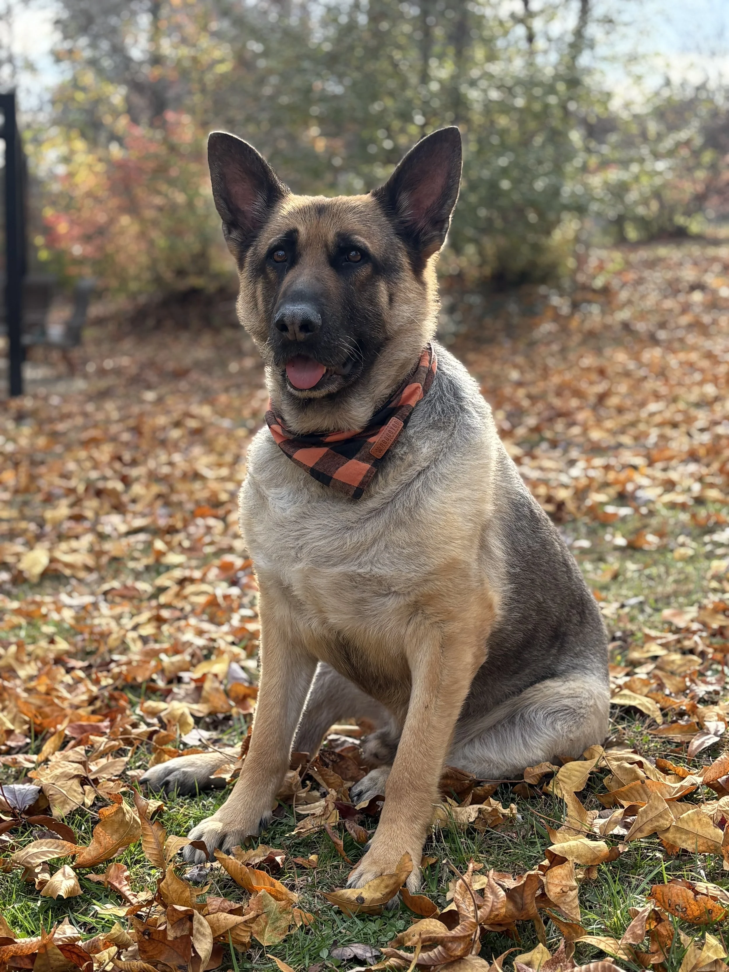 A German Shepherd dog sitting outdoors on fallen autumn leaves, wearing a checkered bandana, with a background of trees with colorful fall foliage.
