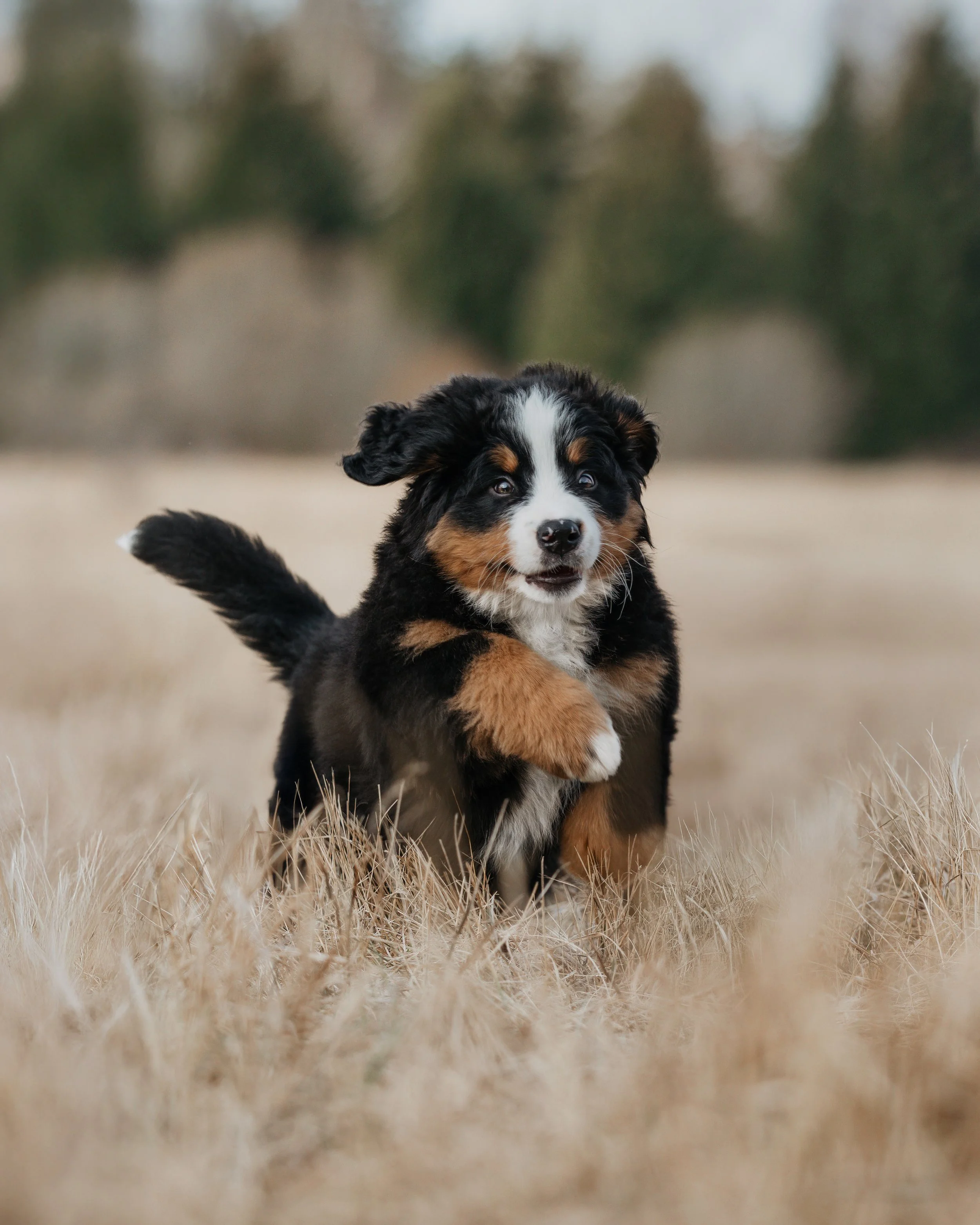 A playful Bernese Mountain Dog puppy running through dry grass outdoors.