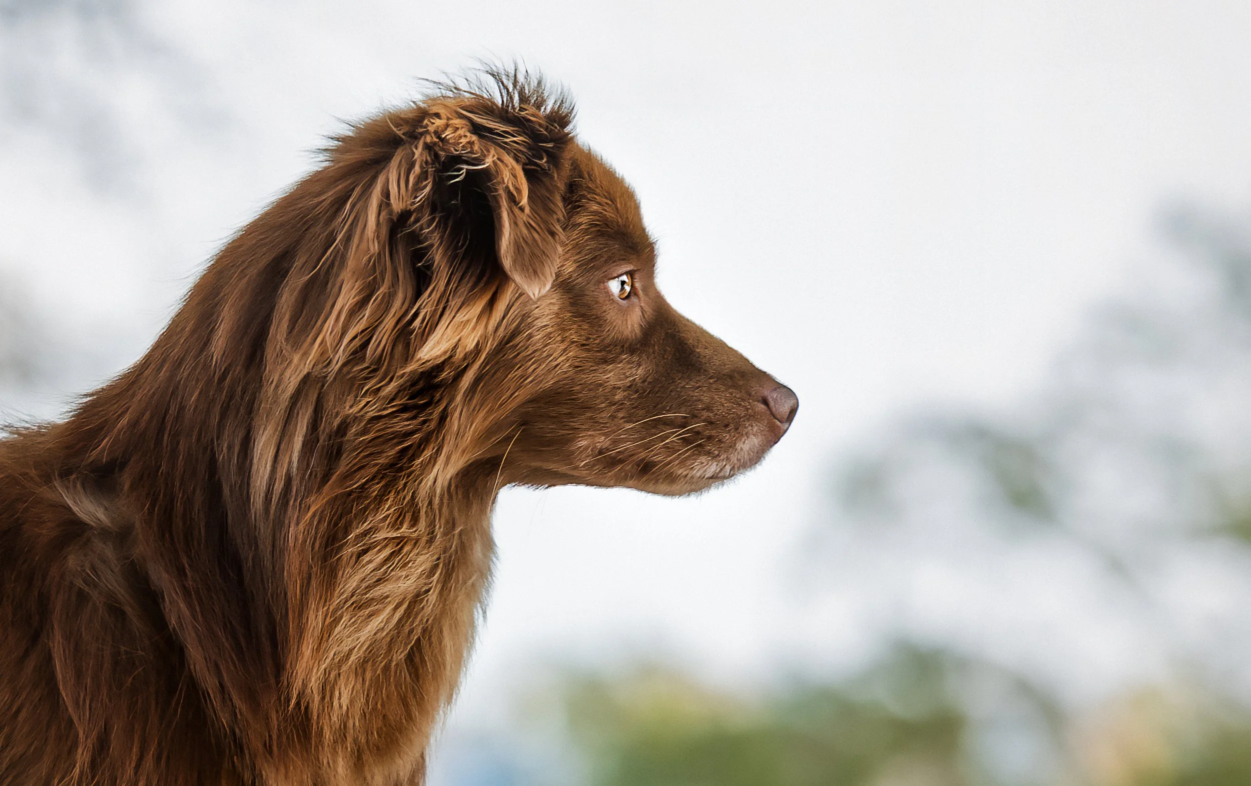 Side view of a brown dog with long, wavy fur, looking to the right with a blurred outdoor background.