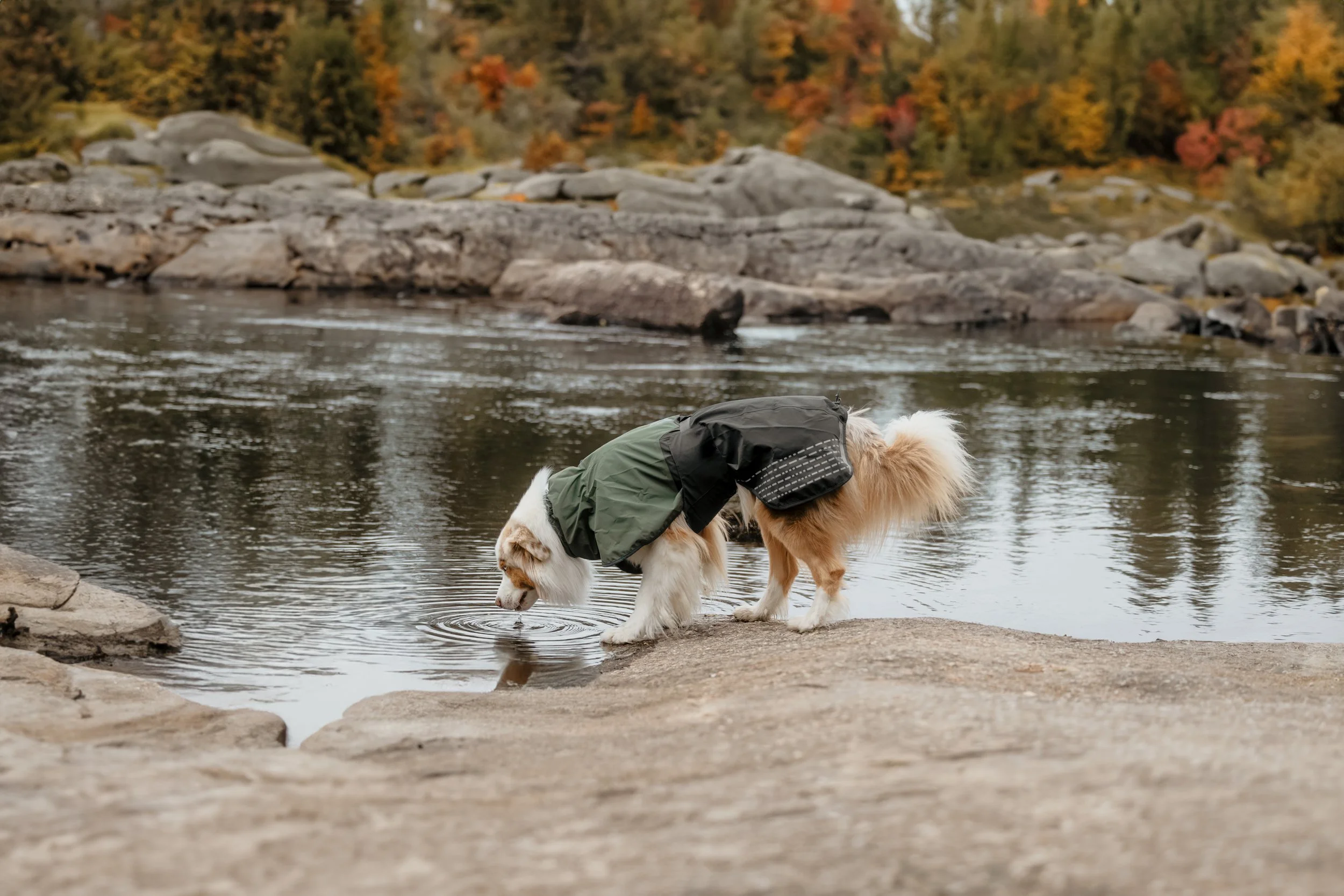 A dog wearing a jacket drinking water from a river in a rocky outdoor setting with trees in fall foliage in the background.