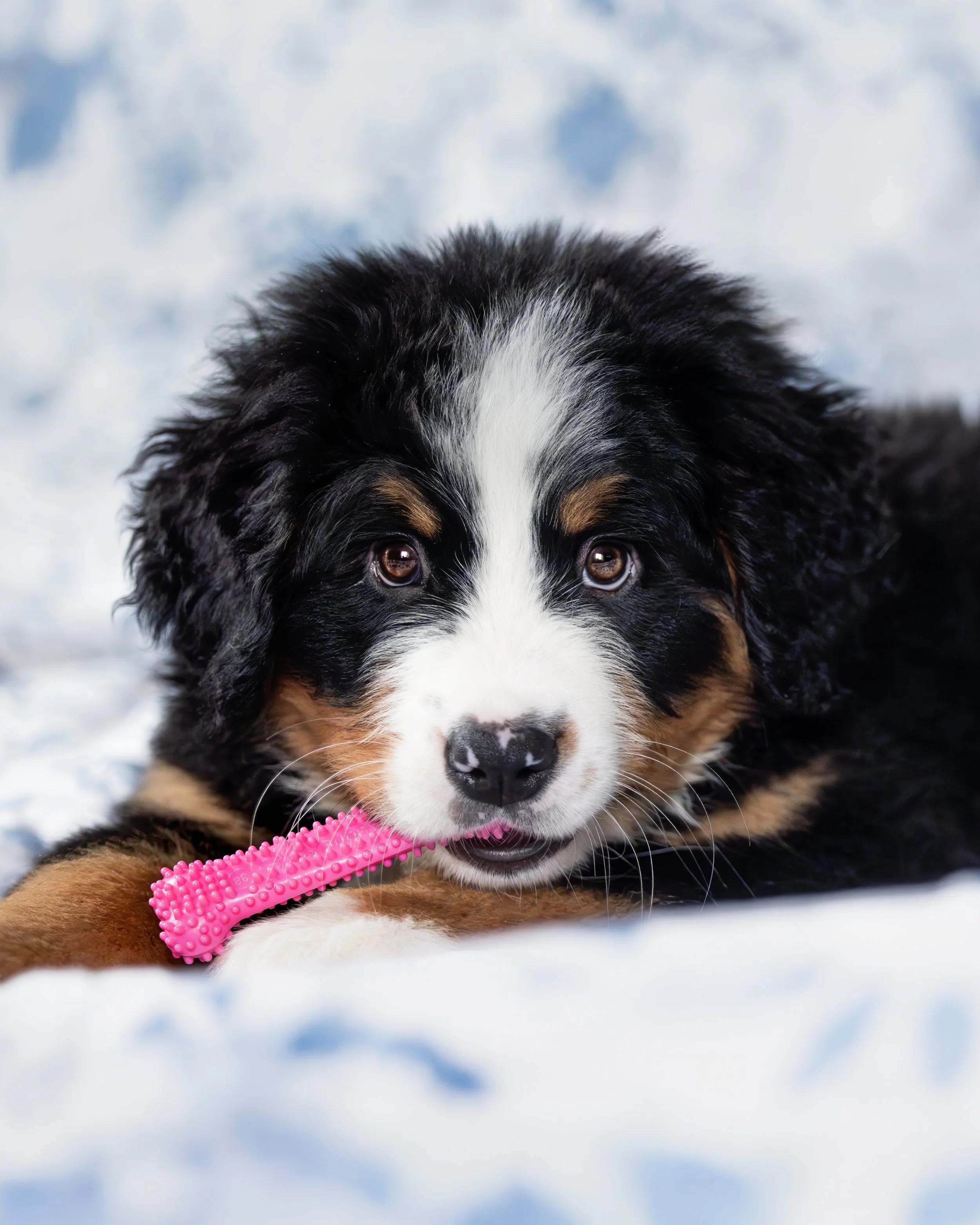 A cute Bernese Mountain Dog puppy lying on snow with a pink textured chew toy in its mouth.