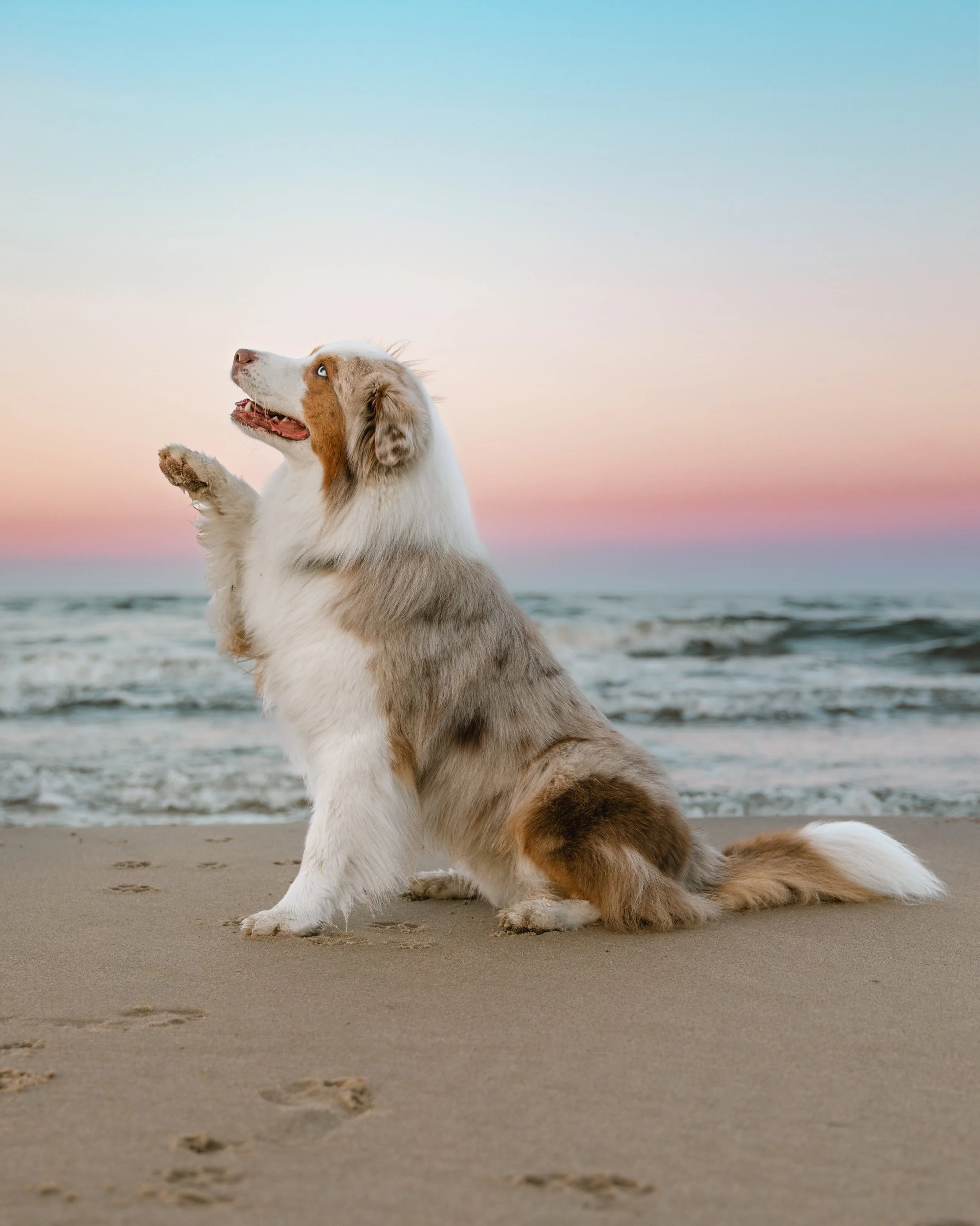 A Red Merle Australian Shepherd dog sitting on the sand at the beach during sunset, with waves in the background.