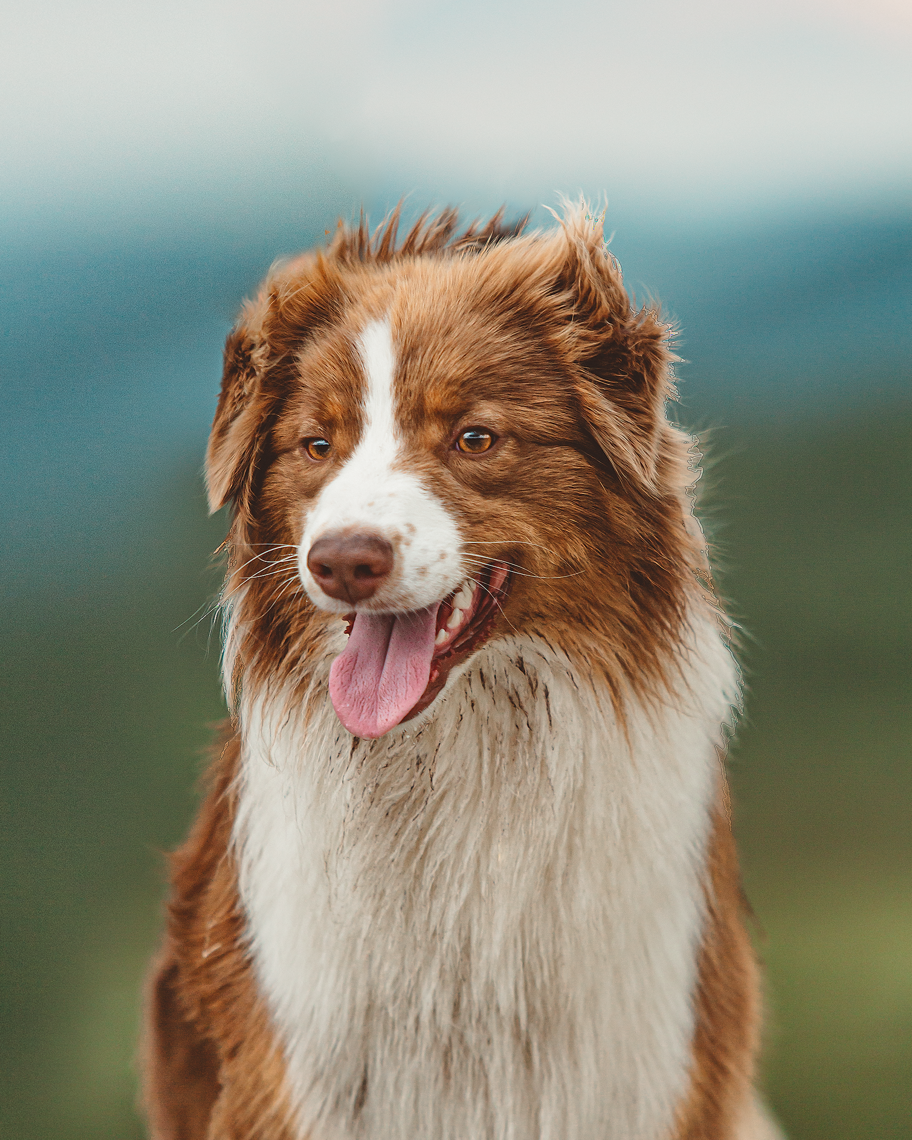 A happy Australian Shepherd dog with a reddish-brown and white coat, sticking out its tongue, outdoors with blurred background.