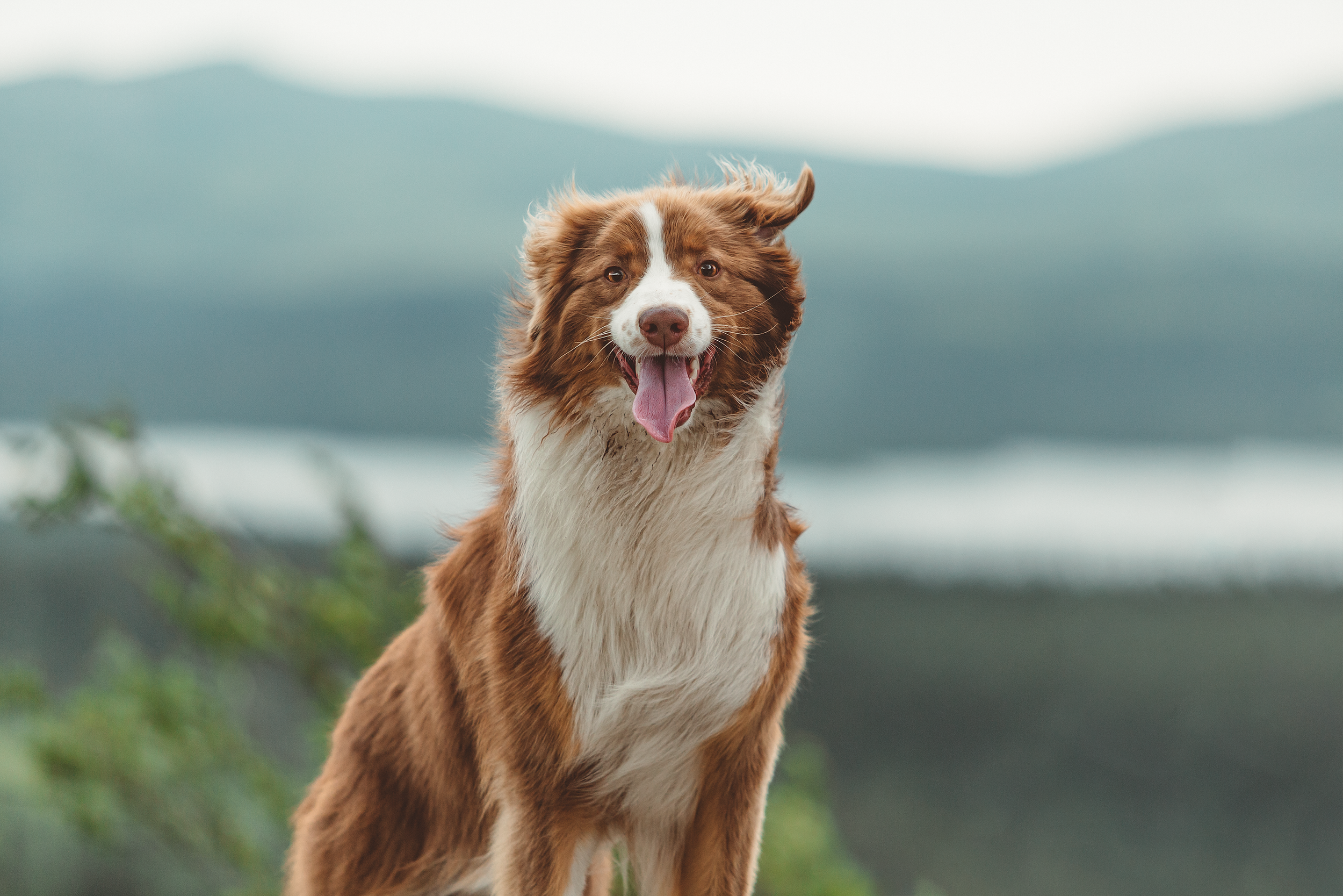 A happy Australian Shepherd dog outdoors with a mountain lake and forested hills in the background.