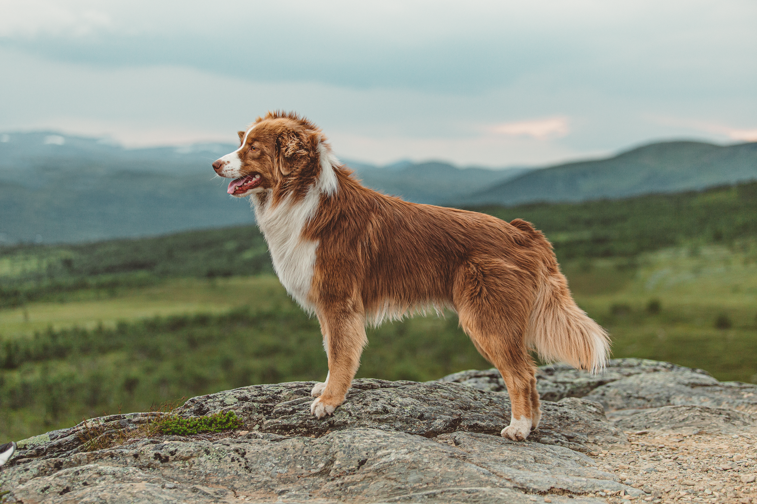 A brown and white Australian Shepherd dog standing on a rocky surface in a green, hilly landscape with mountains in the background under a cloudy sky.