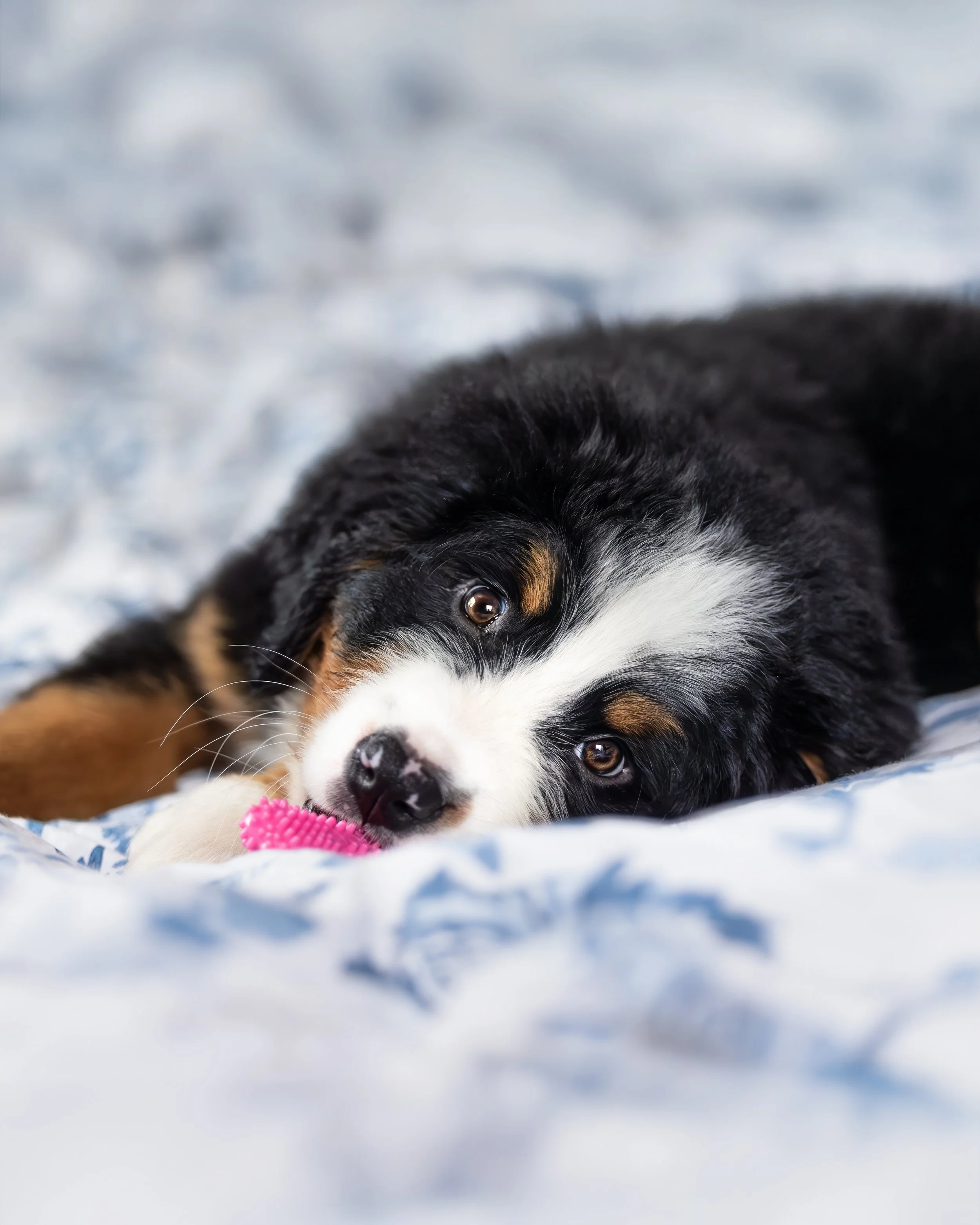 Cute Bernese Mountain Dog puppy lying on a bed, chewing a pink toy.