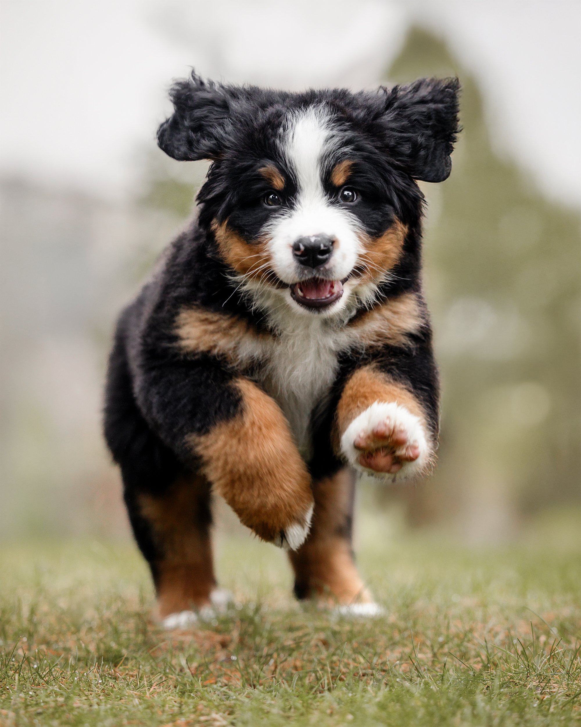 A playful tricolor Bernese Mountain Dog puppy running towards the camera on grass.