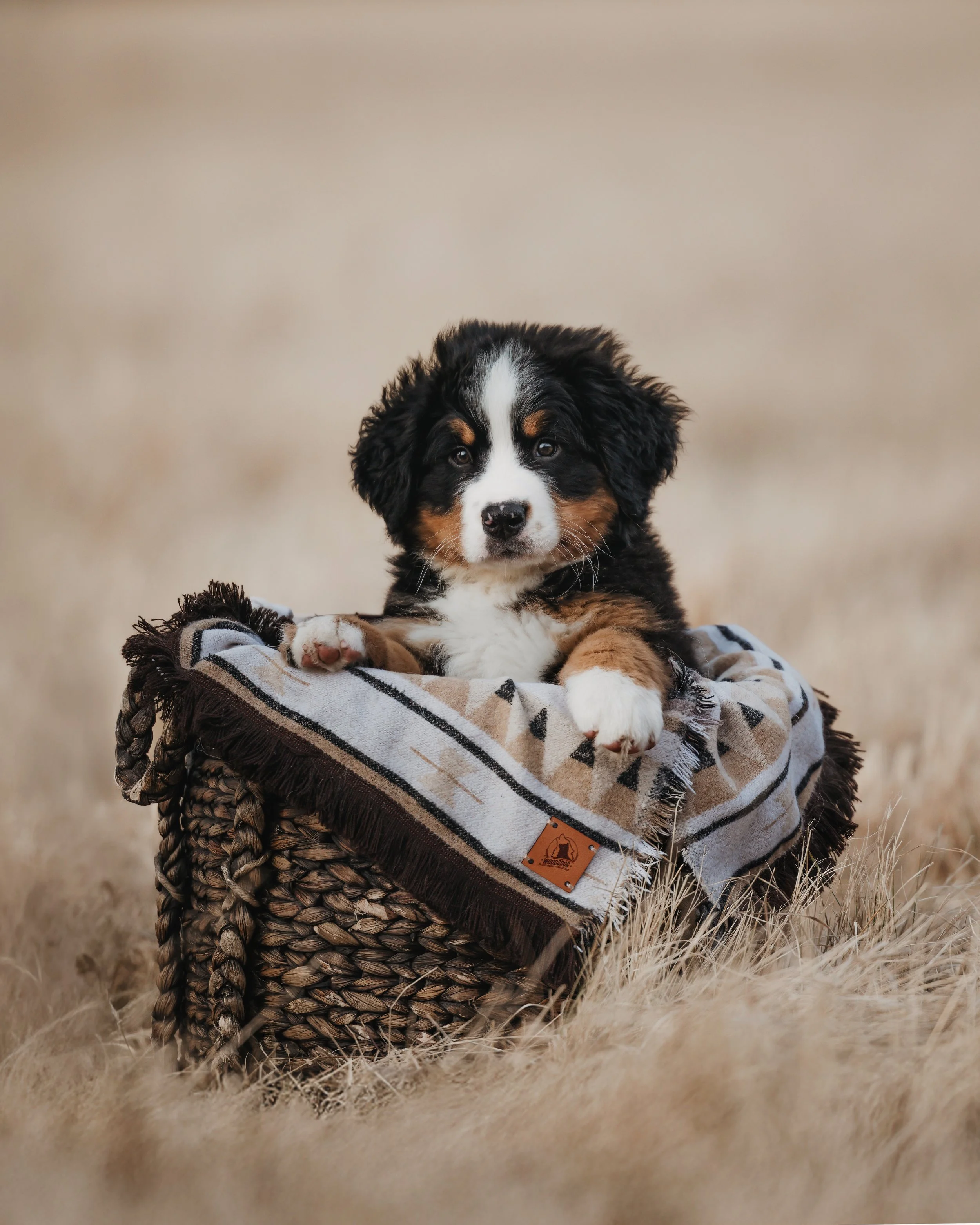 A cute Bernese Mountain Dog puppy lying in a woven basket, draped with a patterned blanket from Woodsdog, outdoors on grass. 