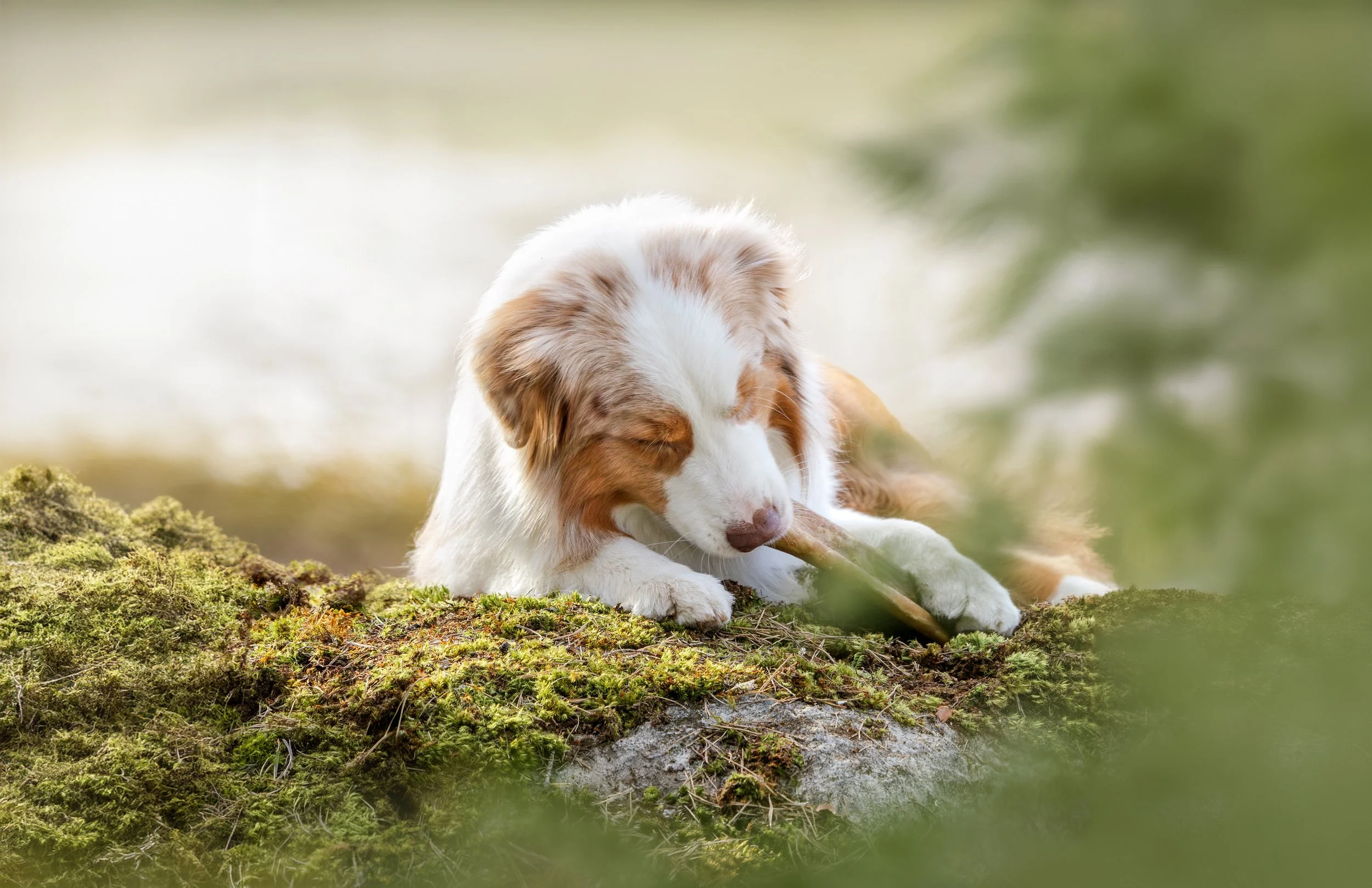 _F4A4176-Enhanced-NR s.jpg