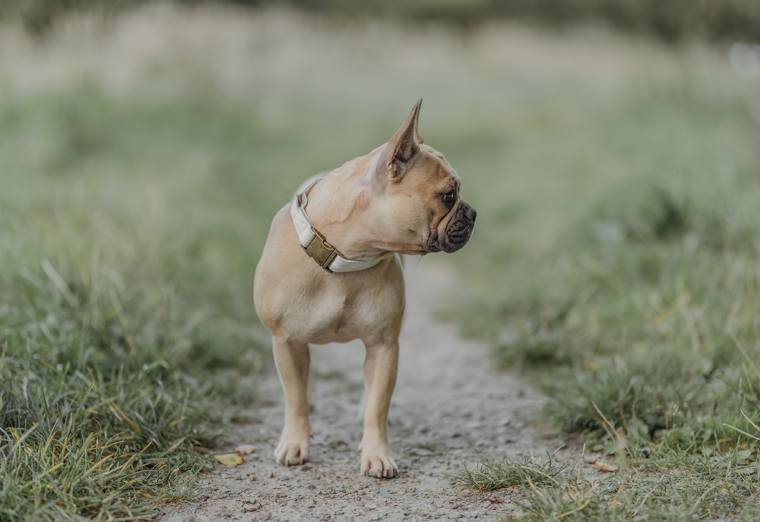 A French Bulldog puppy standing on a dirt path surrounded by green grass.