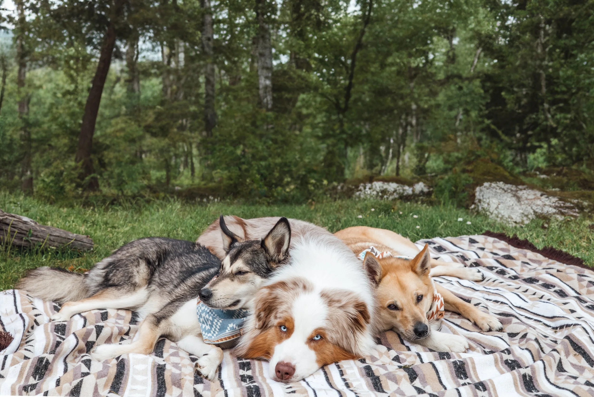 Four dogs lie on a blanket in a forest, resting together on the grass.