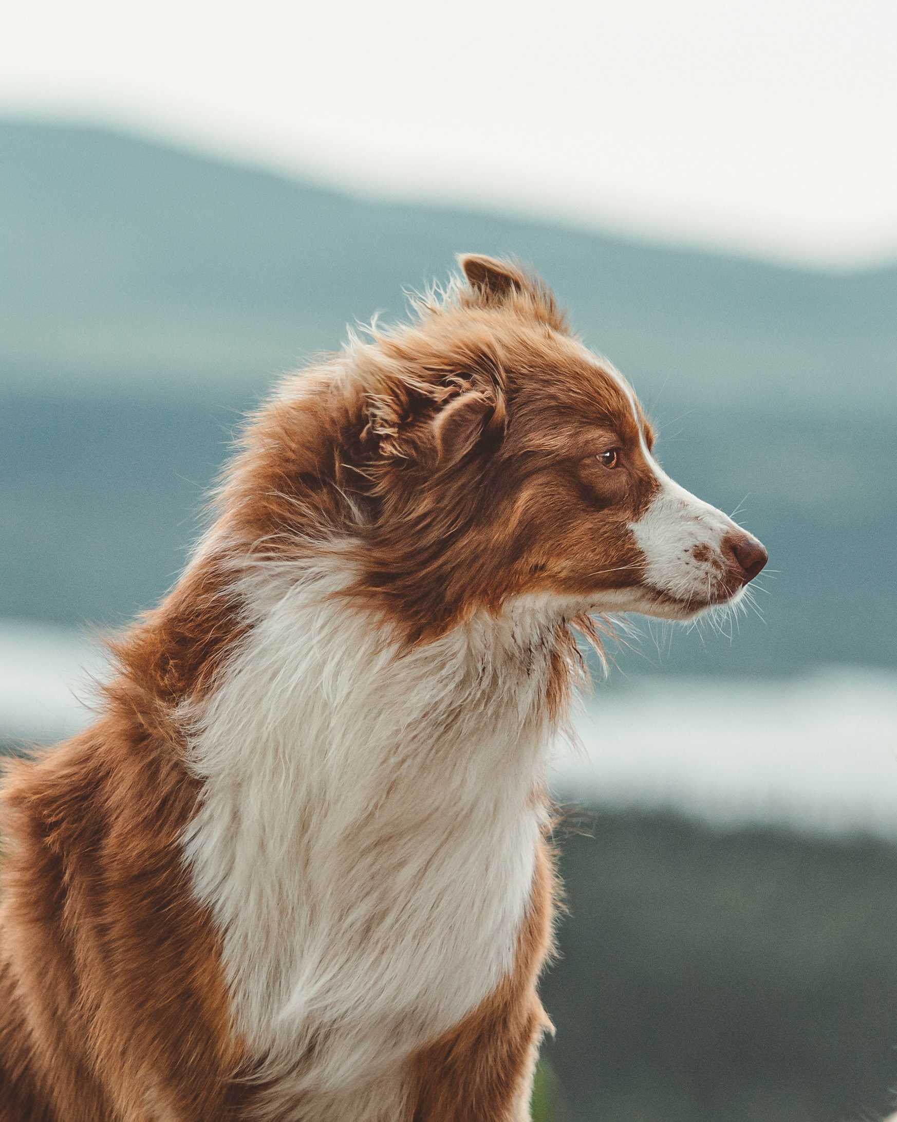 Profile of a brown and white Australian Shepherd dog looking to the right with mountains in the background.