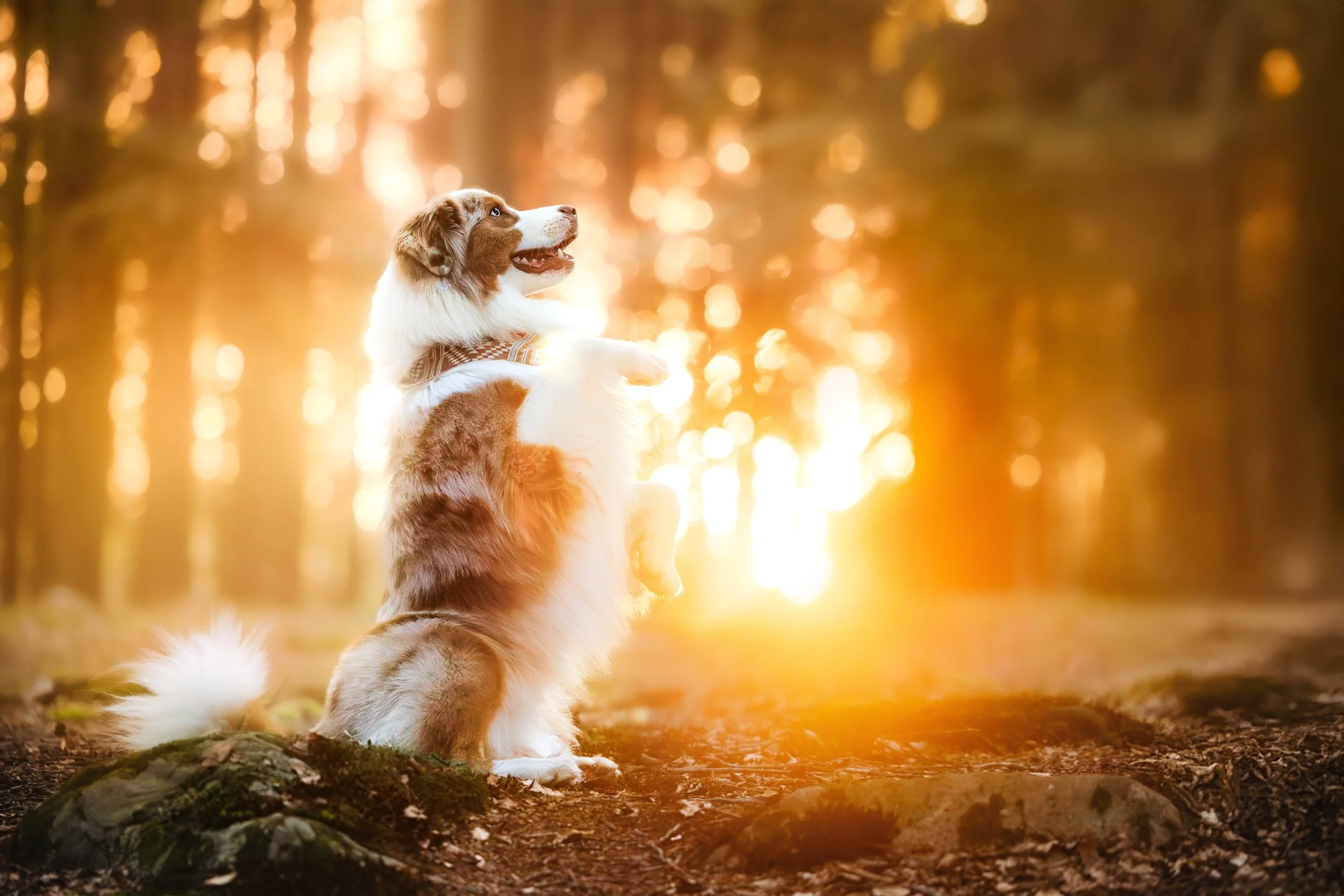A happy Australian Shepherd dog sitting on its hind legs outdoors in a forest at sunset, with sunlight filtering through the trees.