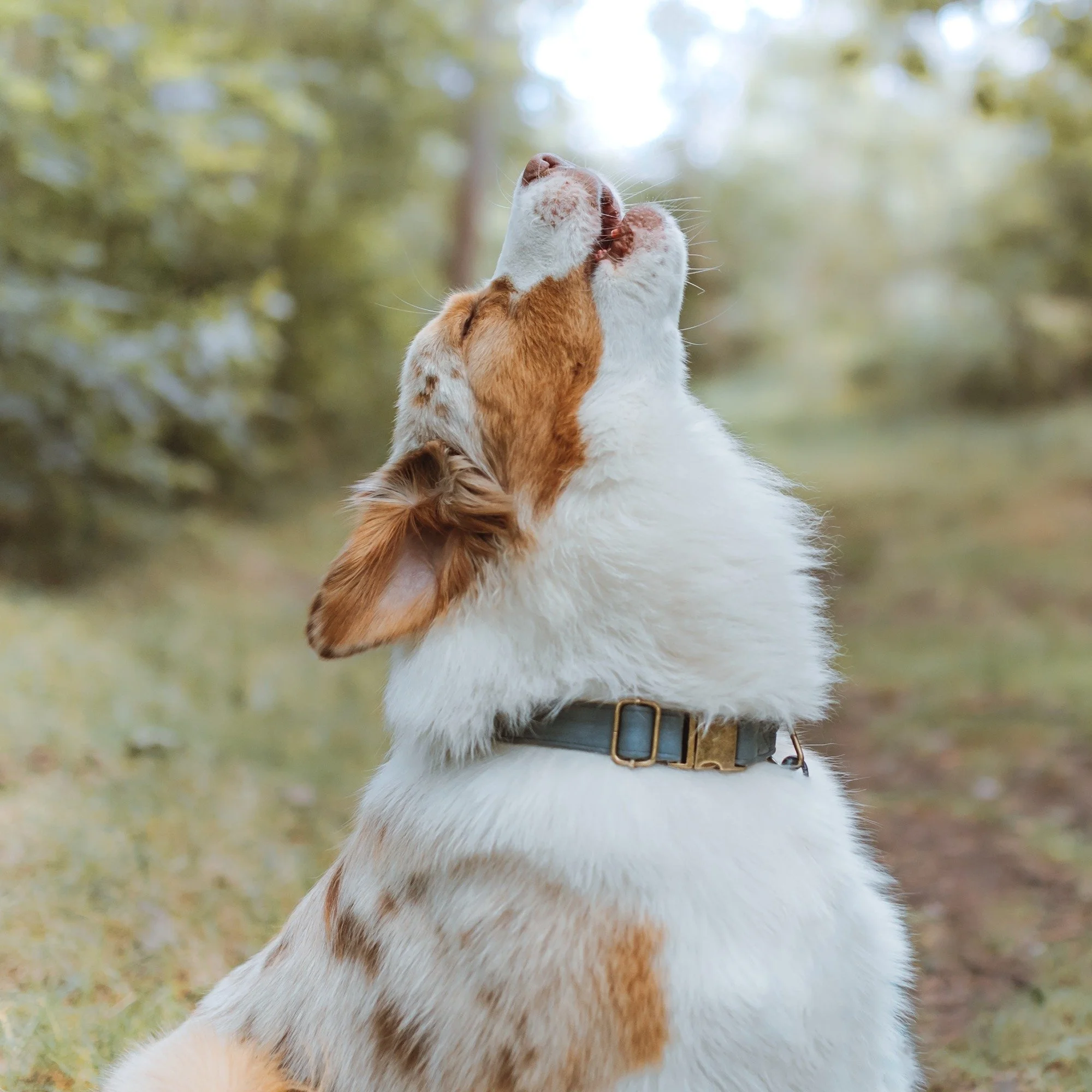 A dog with white and brown fur standing outdoors with its head tilted back and tongue slightly out.