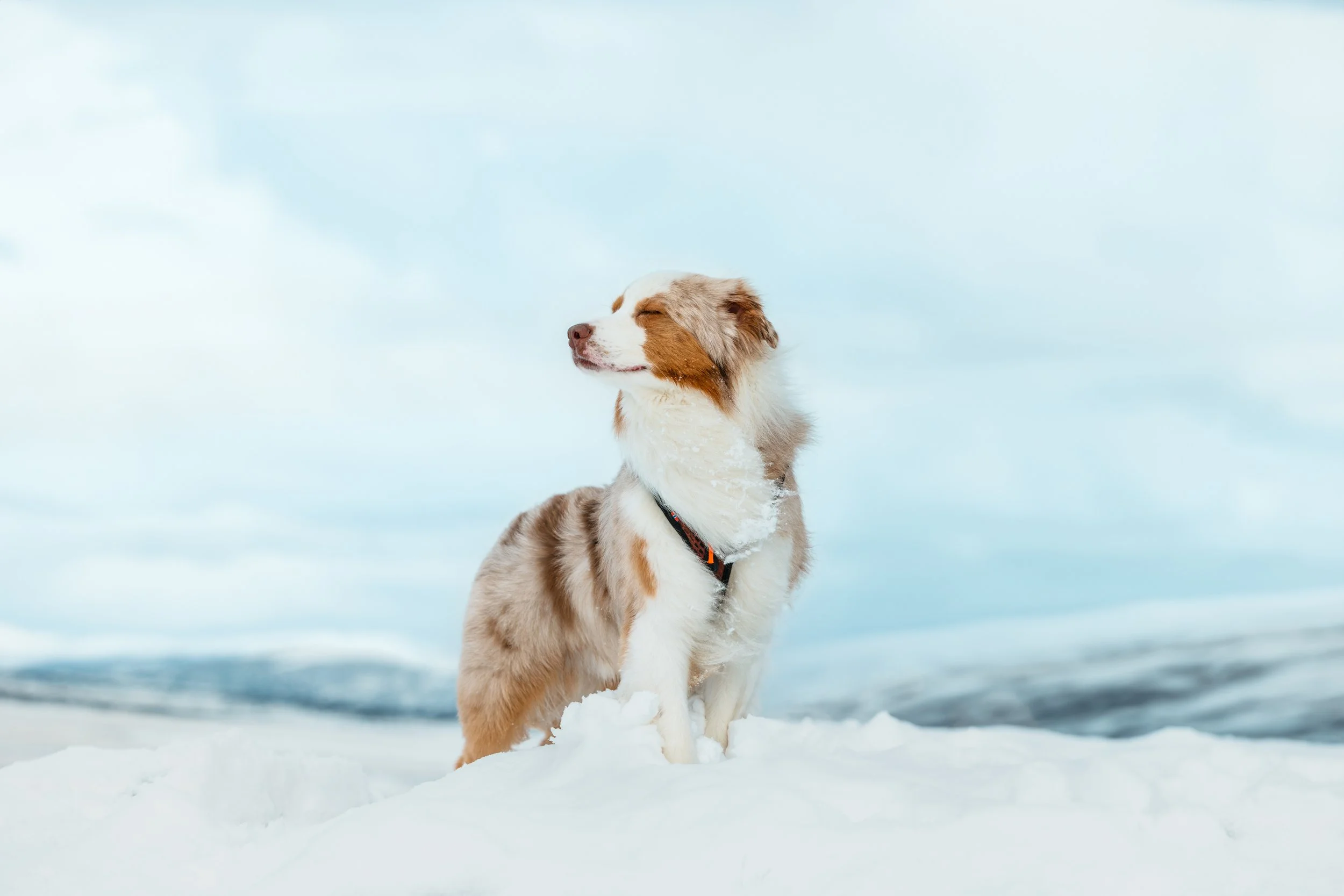 _F4A9912-Enhanced-NR (1).jpg