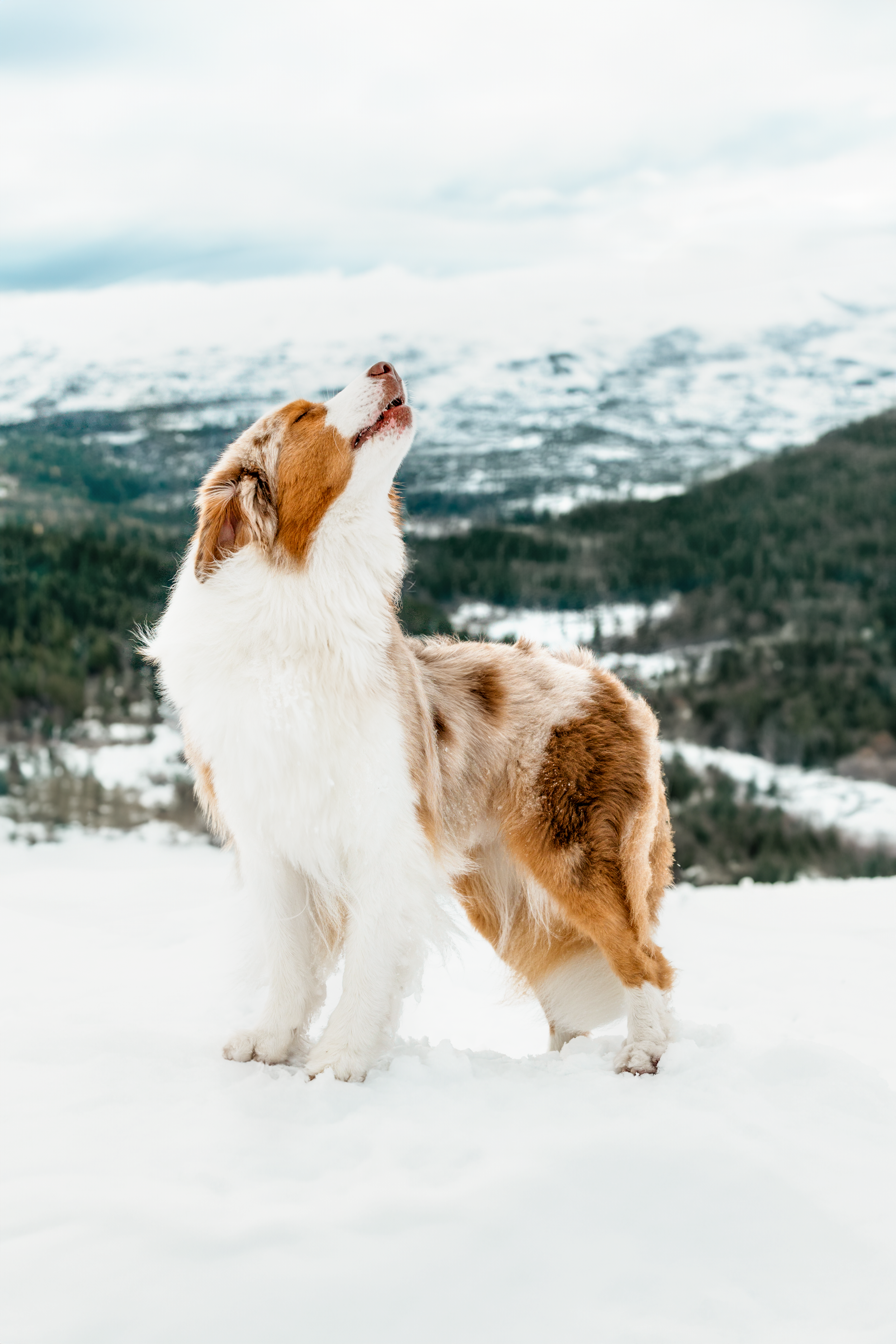 _F4A0335-Recovered (1).png