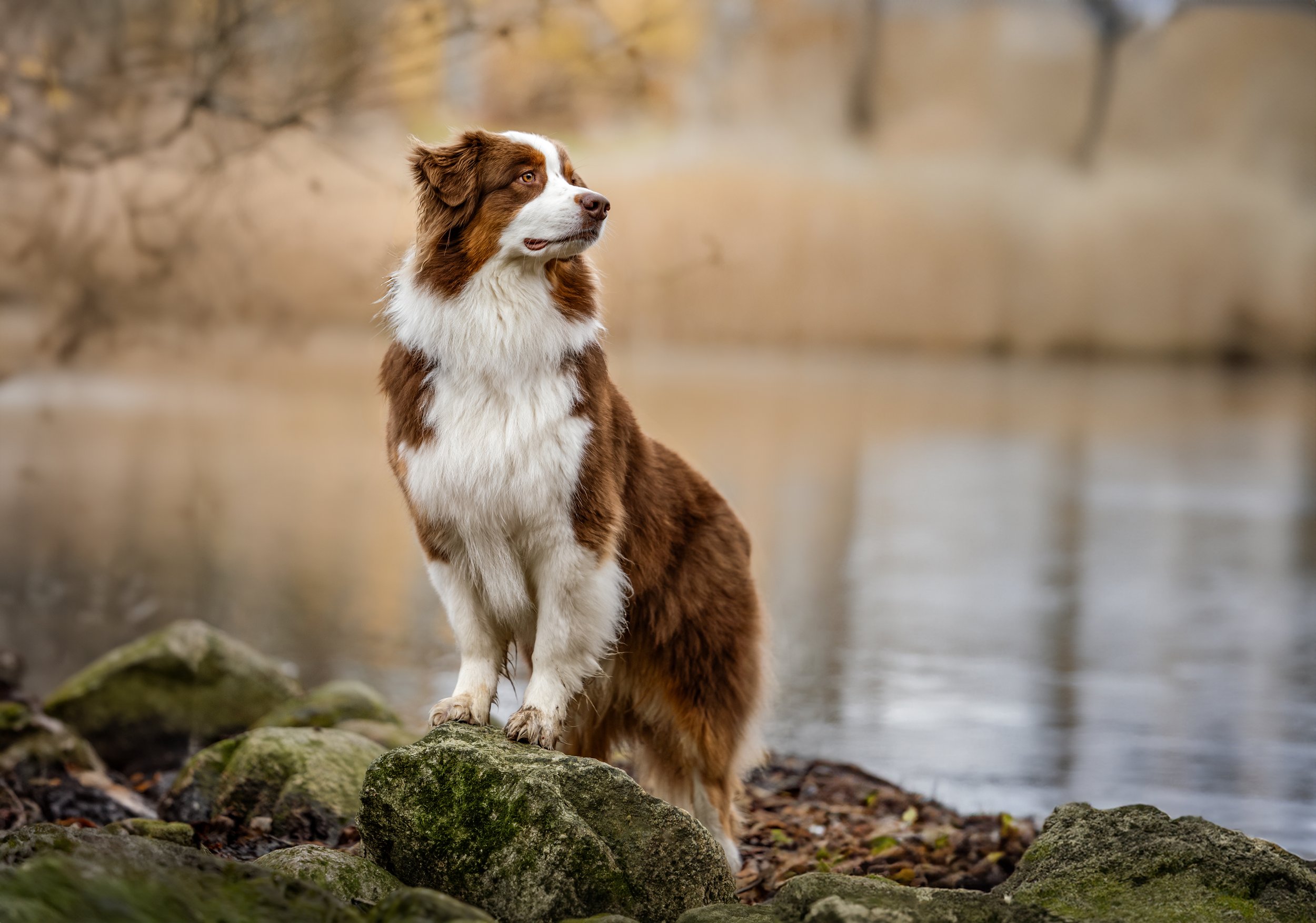 A brown and white dog sitting on rocks by a body of water with trees in the background.