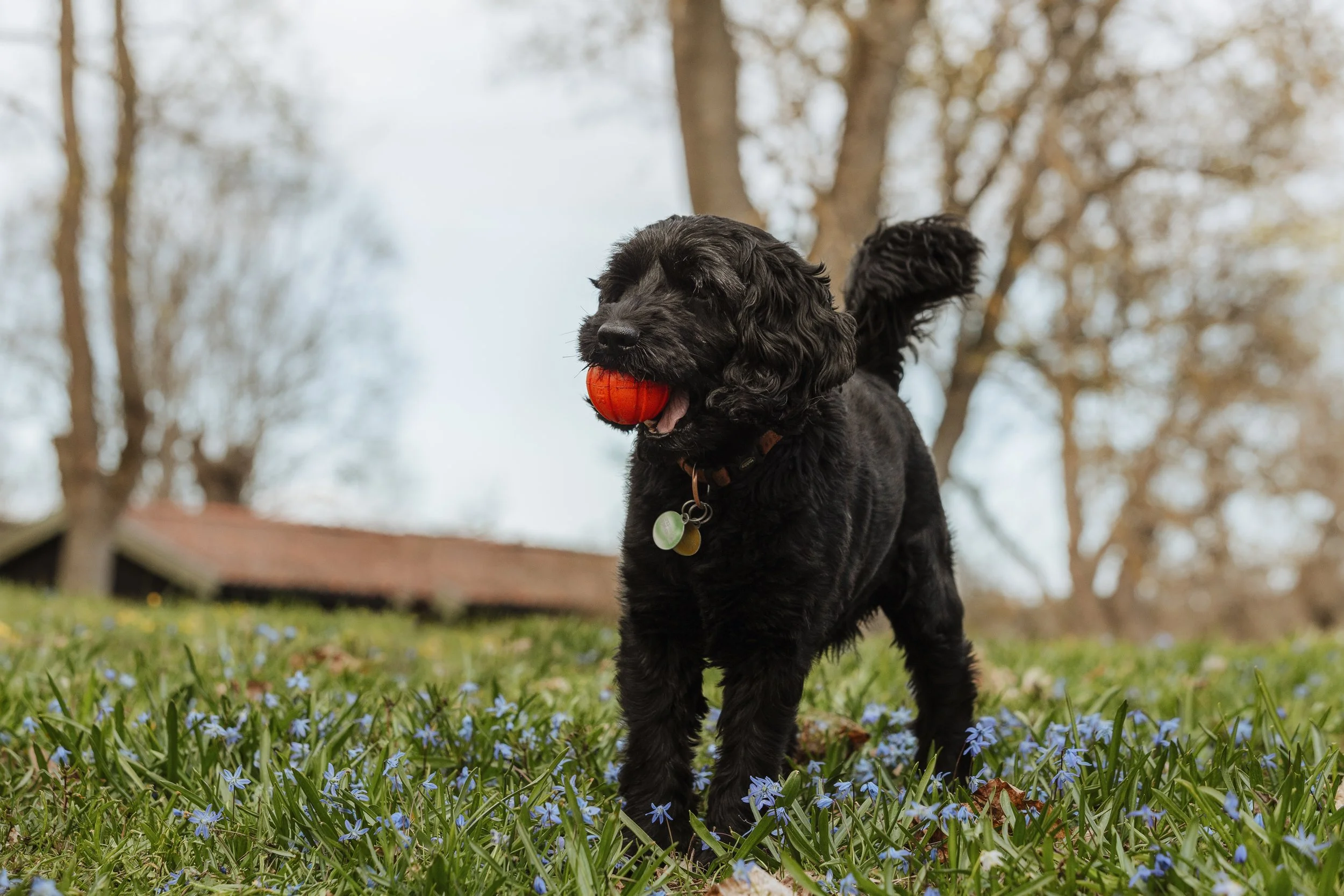 A black puppy playing outdoors on grass with small blue flowers, holding an orange ball in its mouth, under a partly cloudy sky with trees in the background.