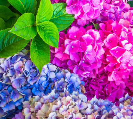 Colorful hydrangea flowers in pink, purple, and blue, with green leaves in Woodland, WA