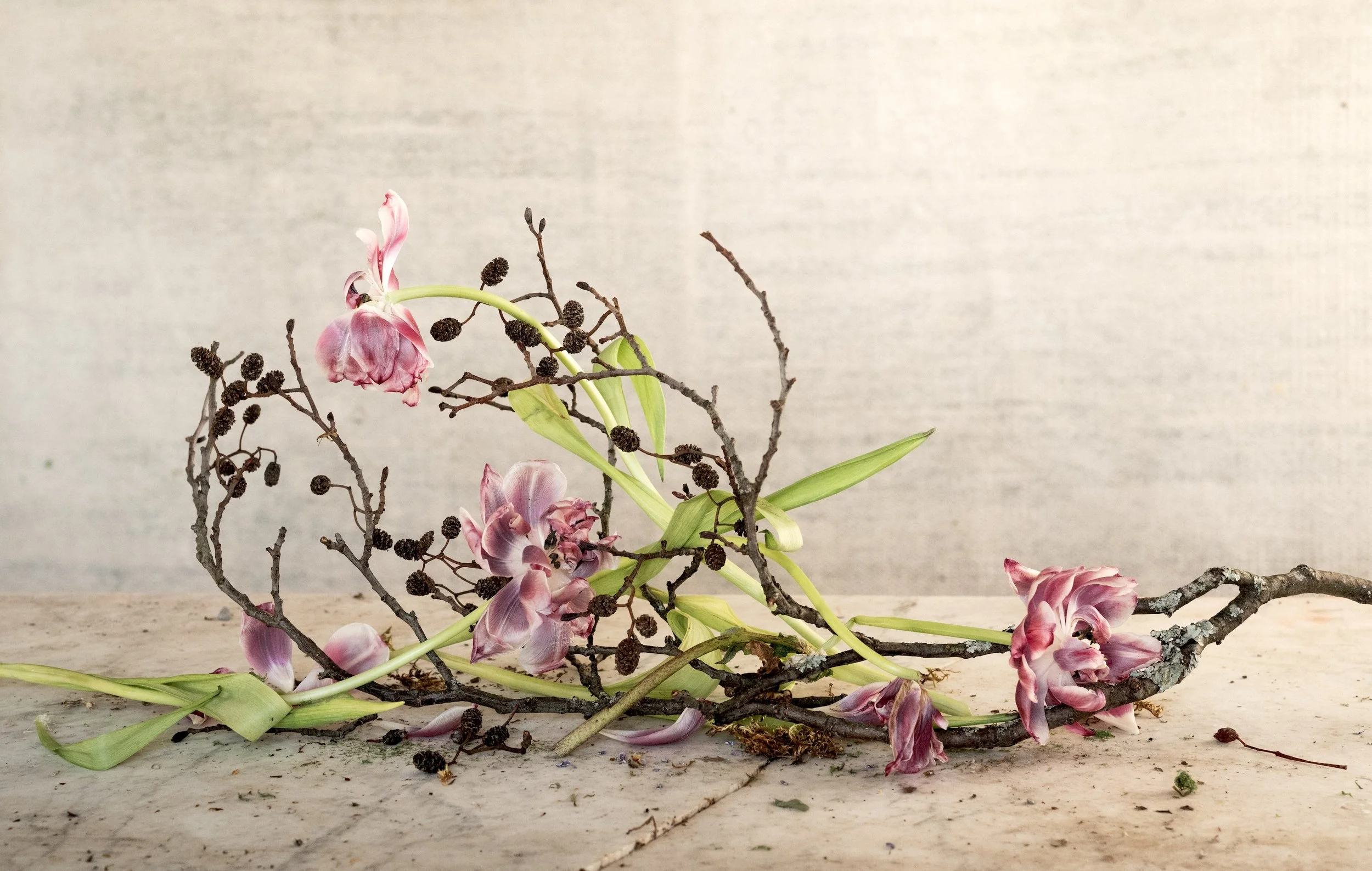 Tulips_WinterBranch_Squarespace.jpeg