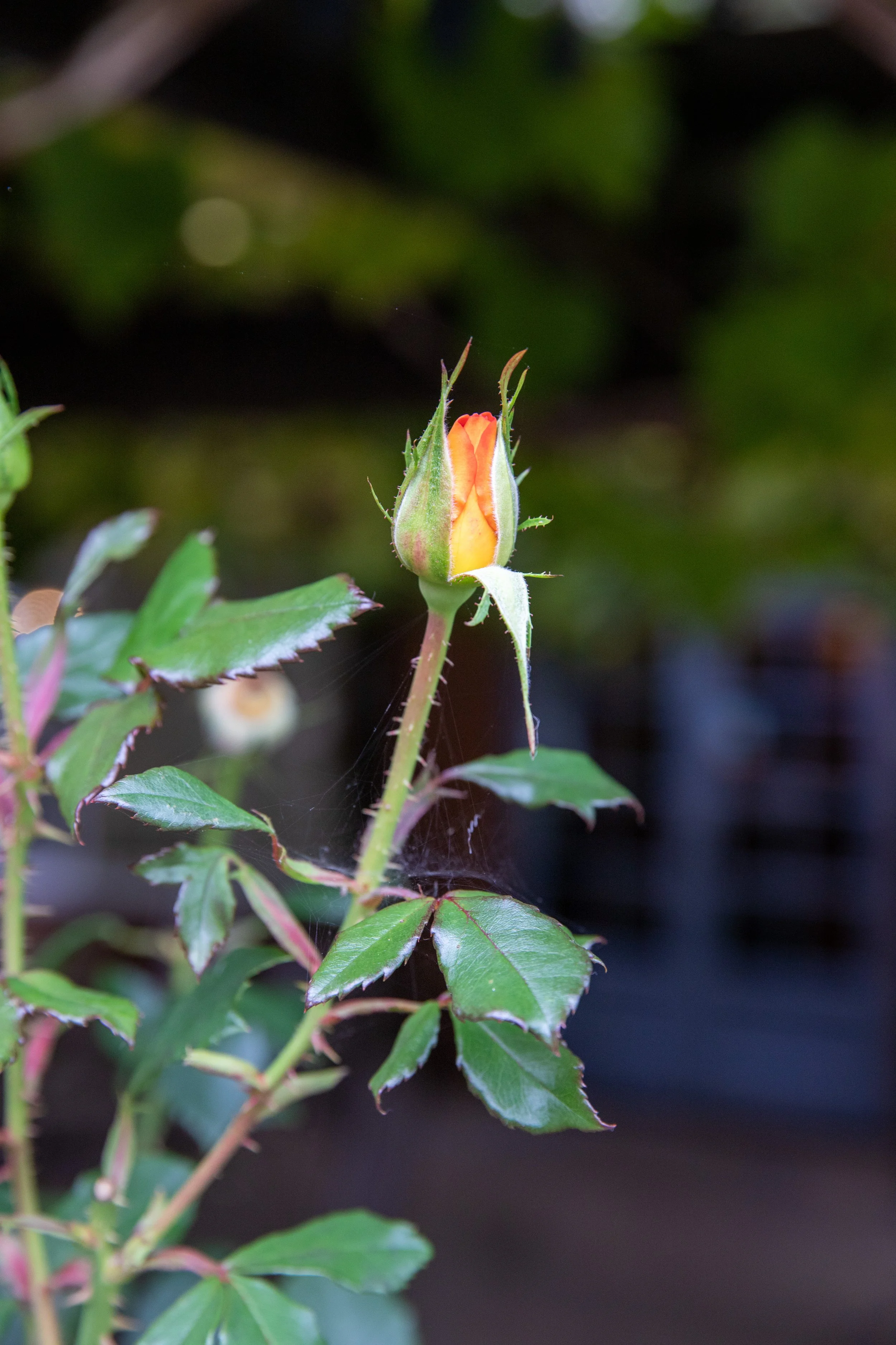 A blooming orange and yellow rosebud on a green stem with leaves, surrounded by spiderwebs.