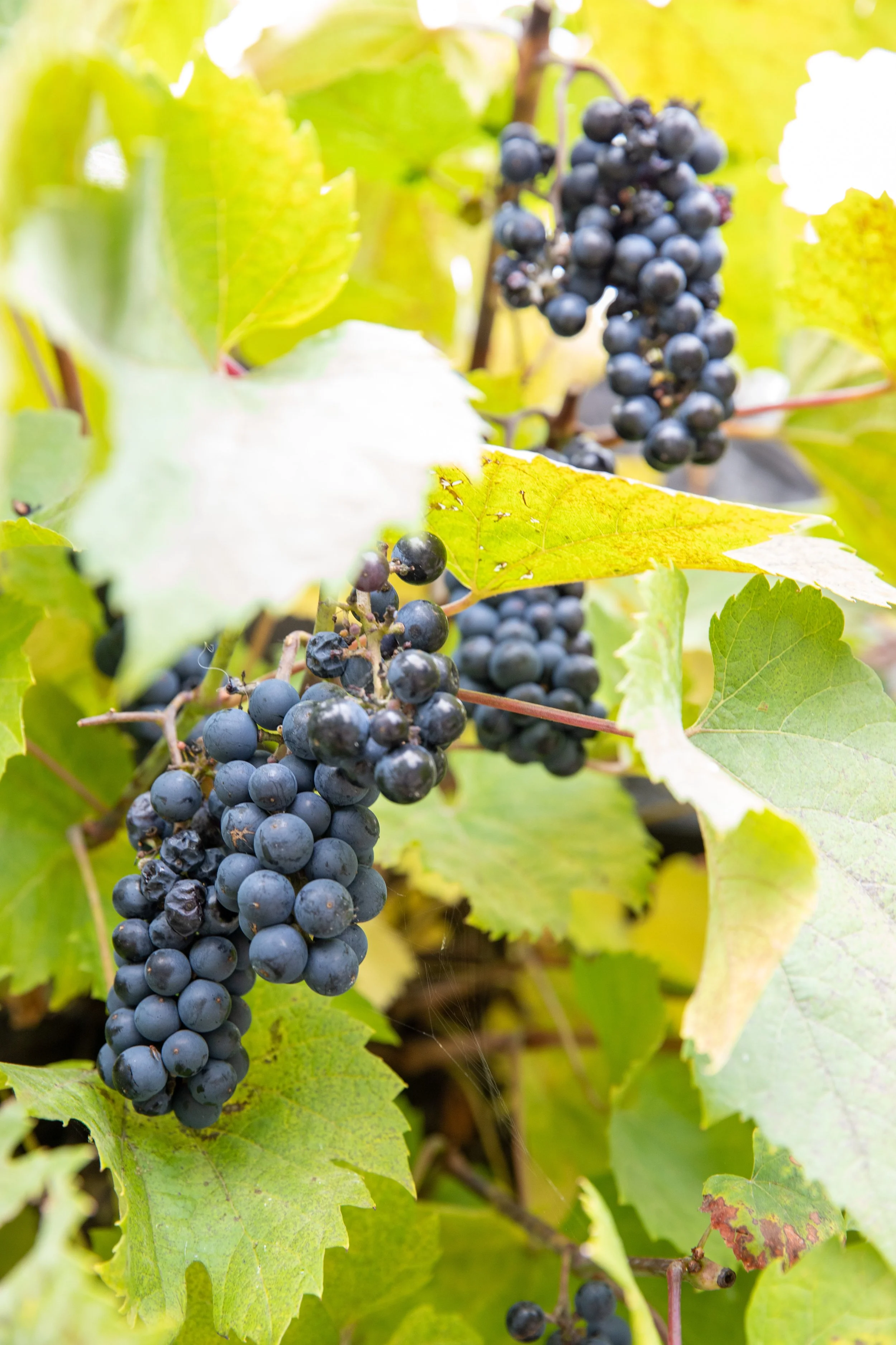 Clusters of ripe black grapes hanging from a vine among green leaves.