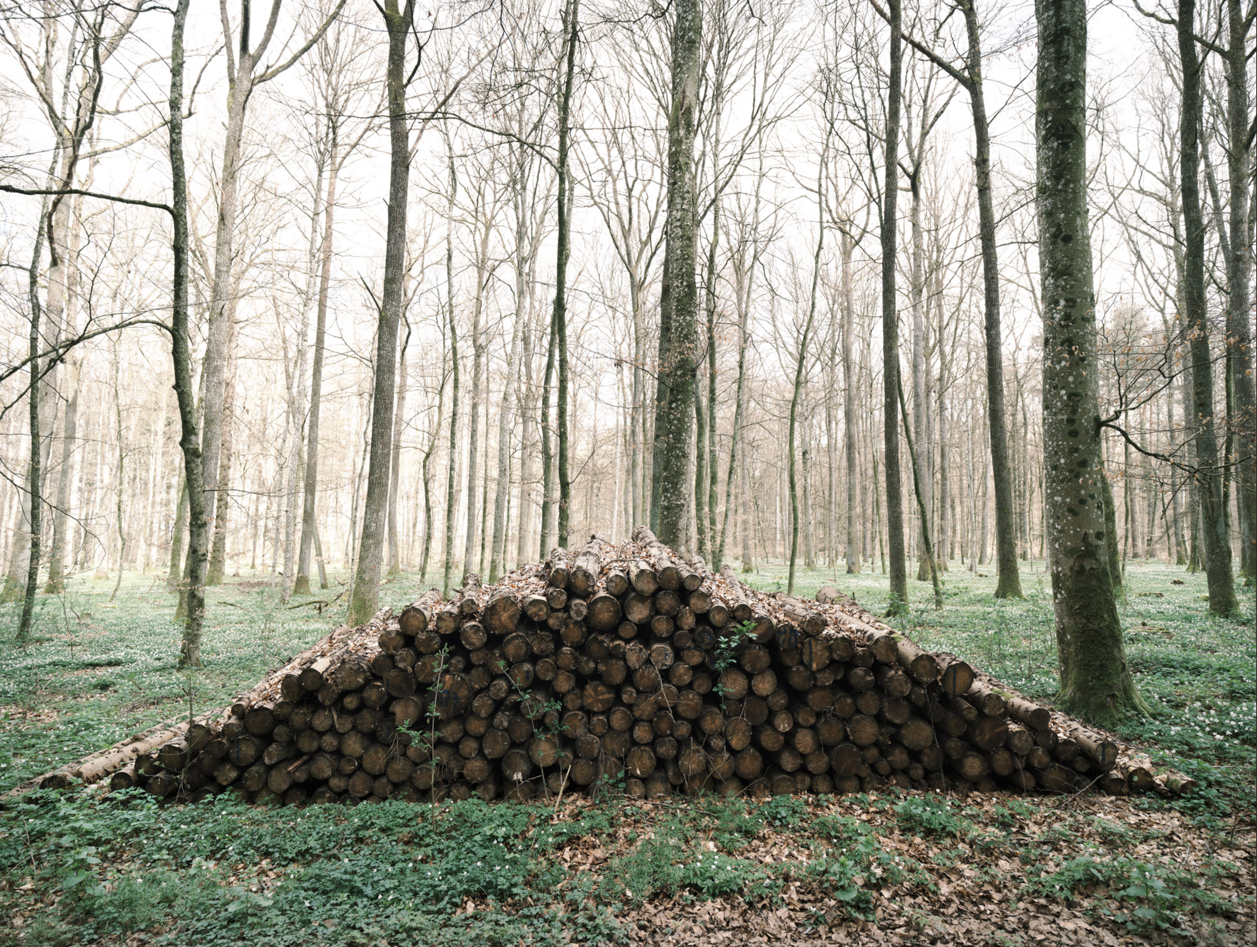 Der Wald 11 (2023)