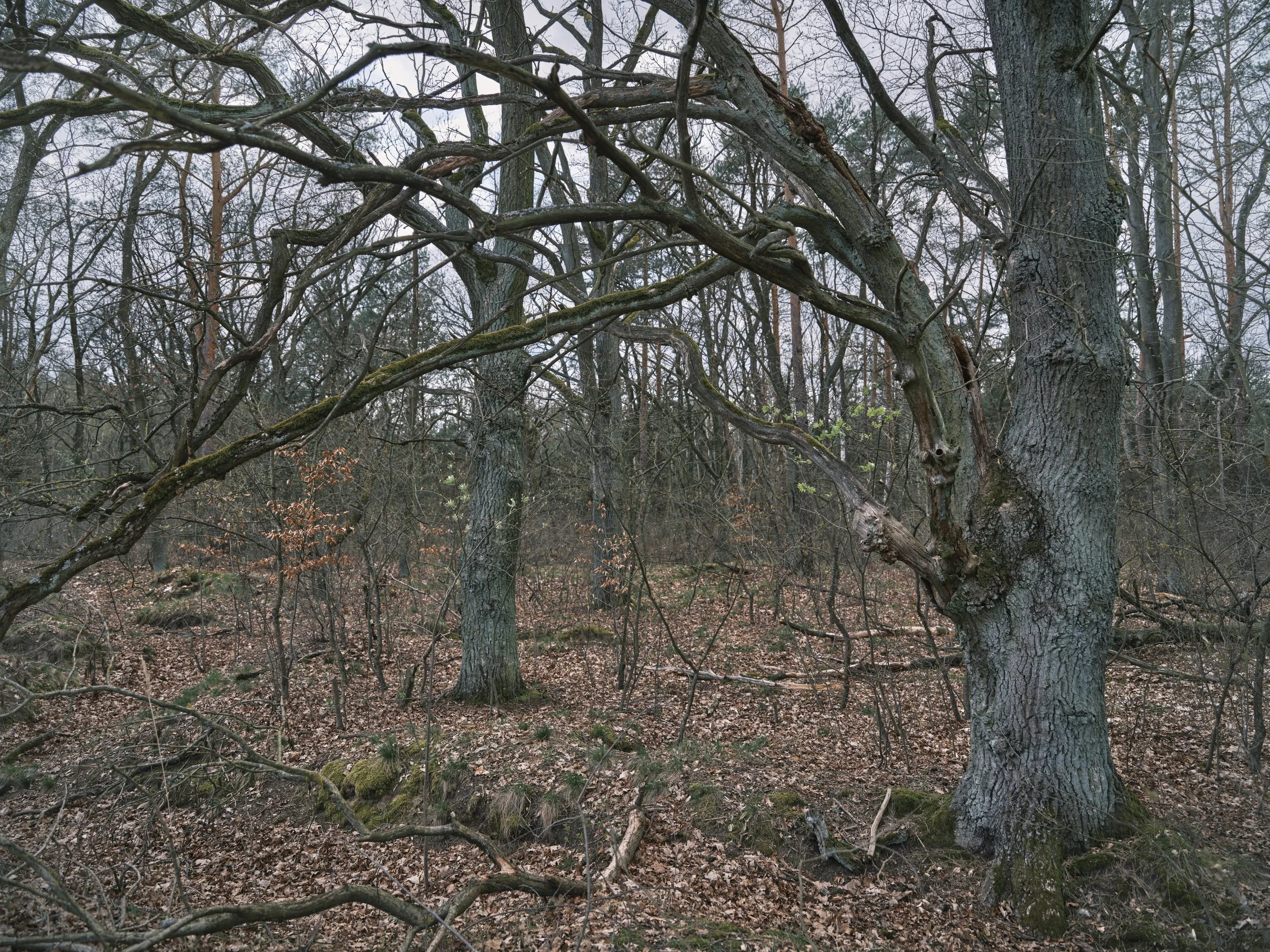 Der Wald 08 (2021)