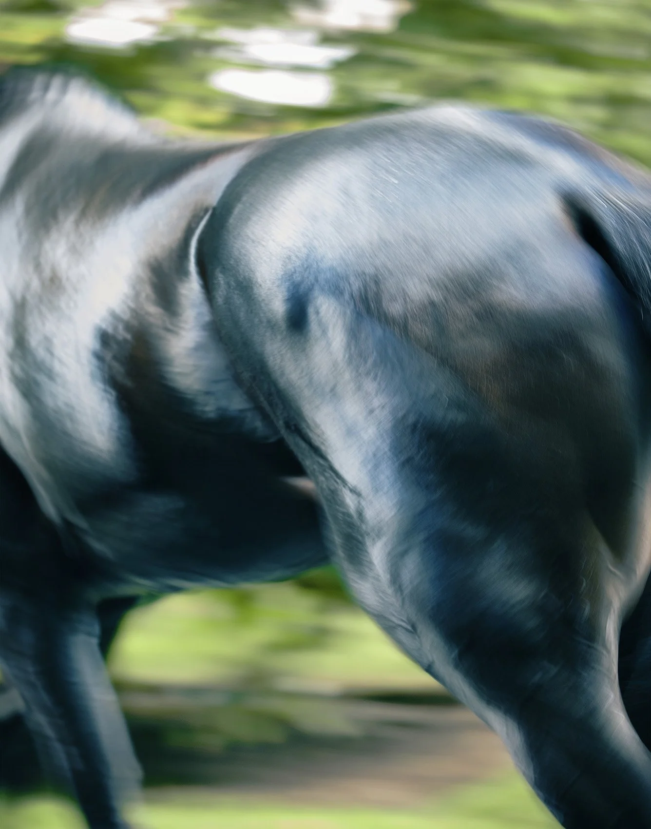 Goodwood Festival, Study of a Horse (2013)