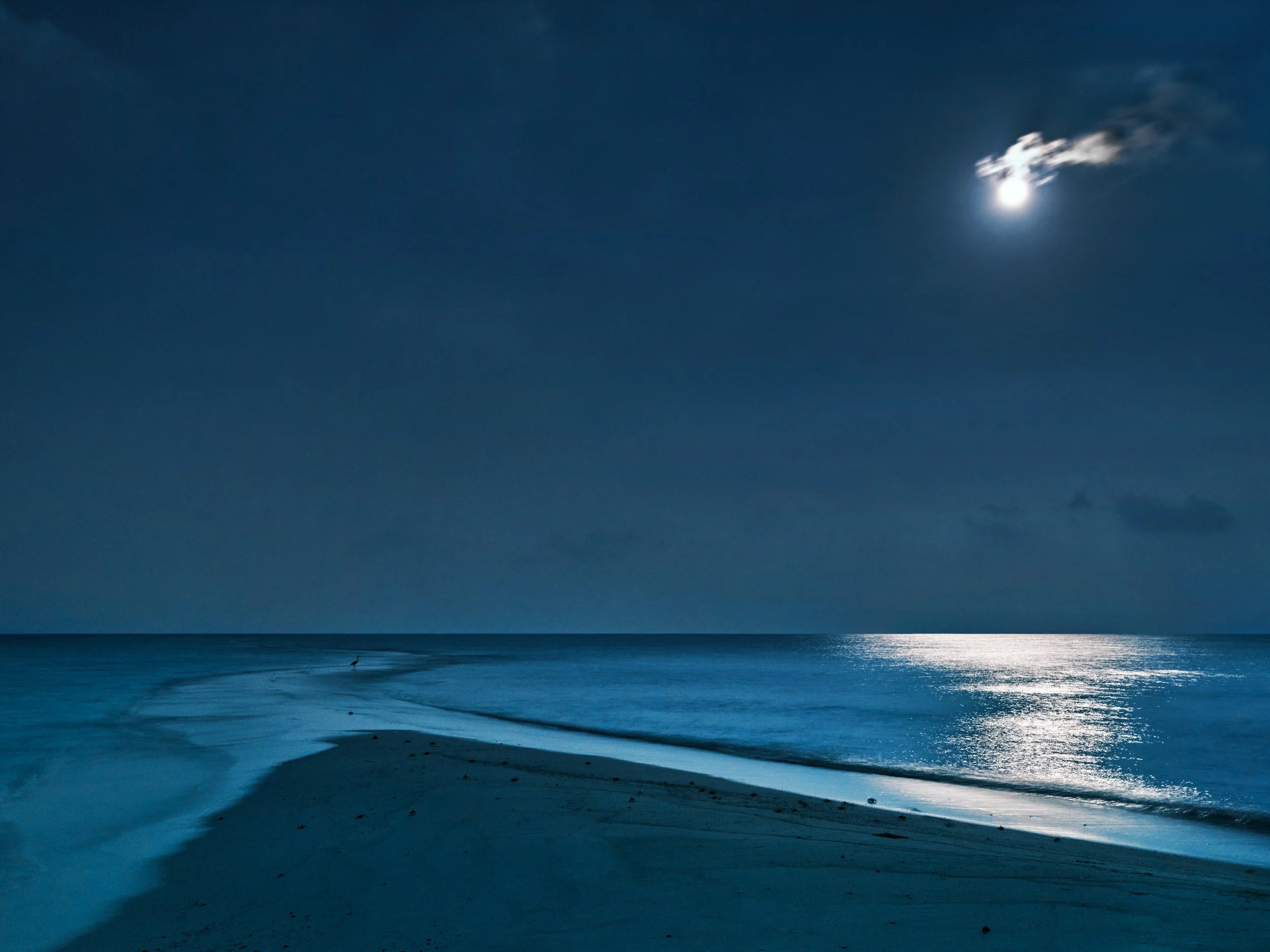 Heron, Maldives. (2023)