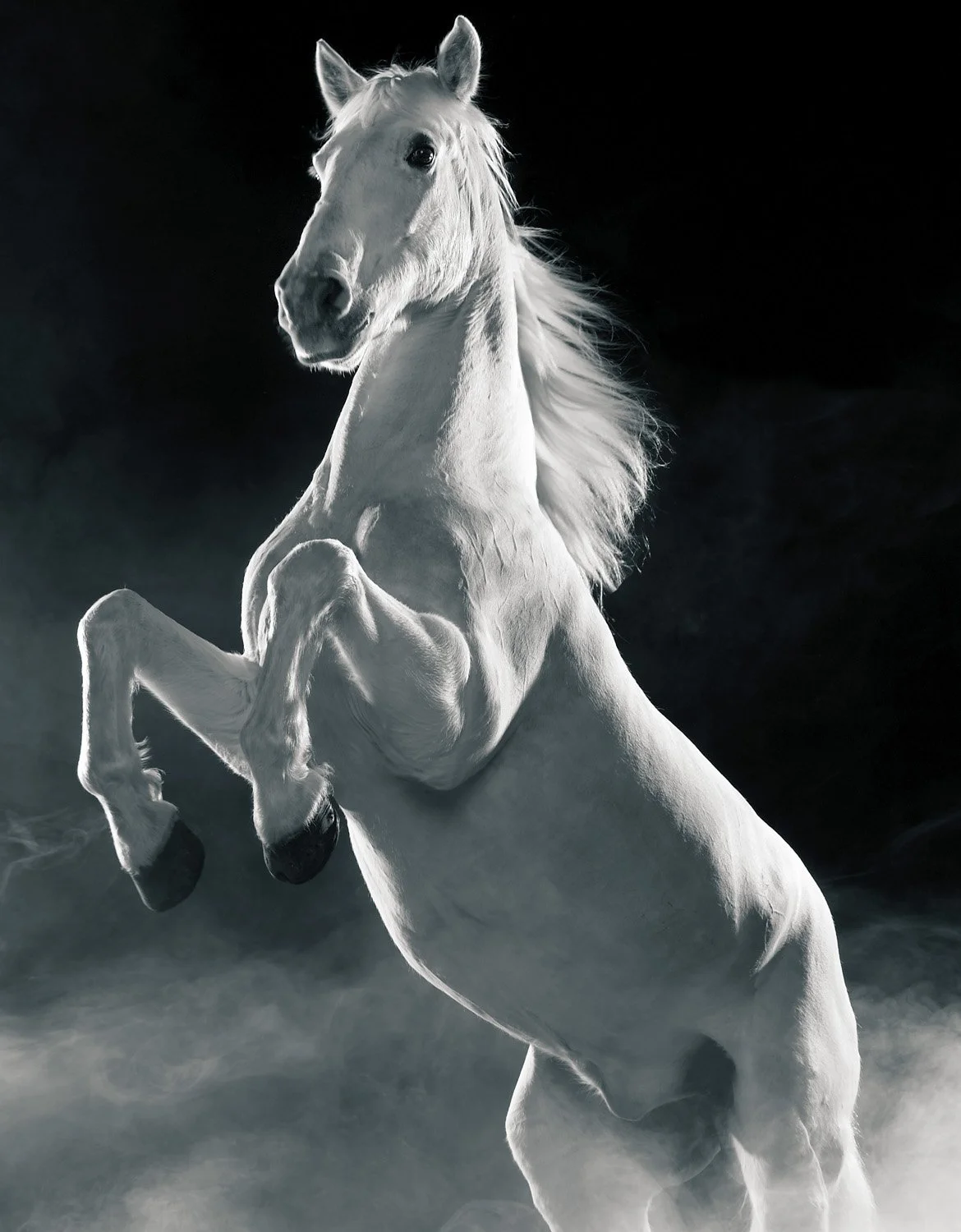 Capoti, Park Royal, London (2013)