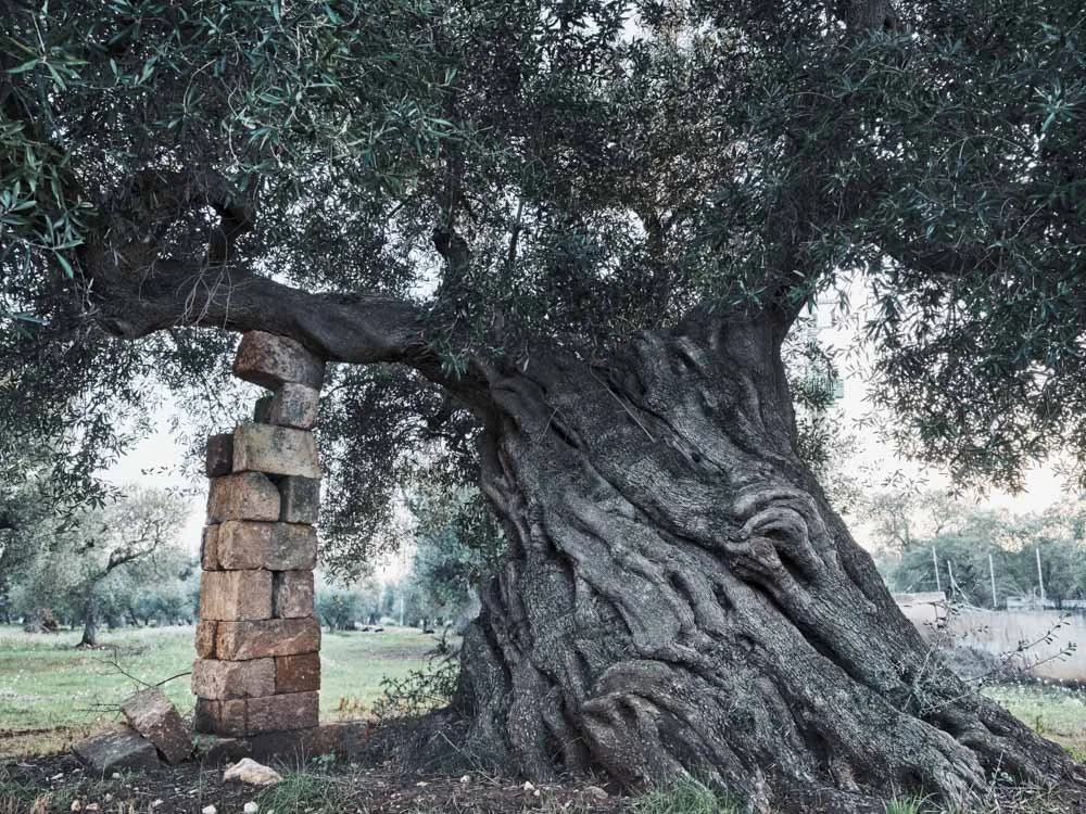 Ostuni,  Puglia (2024)