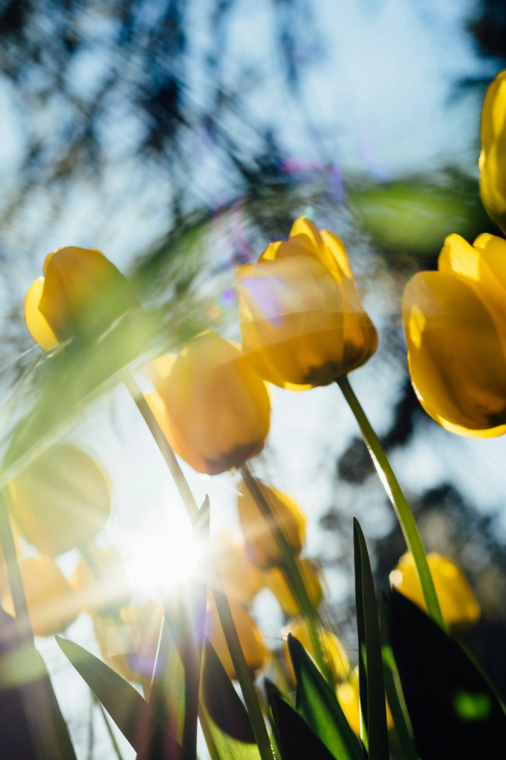 Yellow tulips glowing in warm sunlight, conveying hope and emotional renewal.