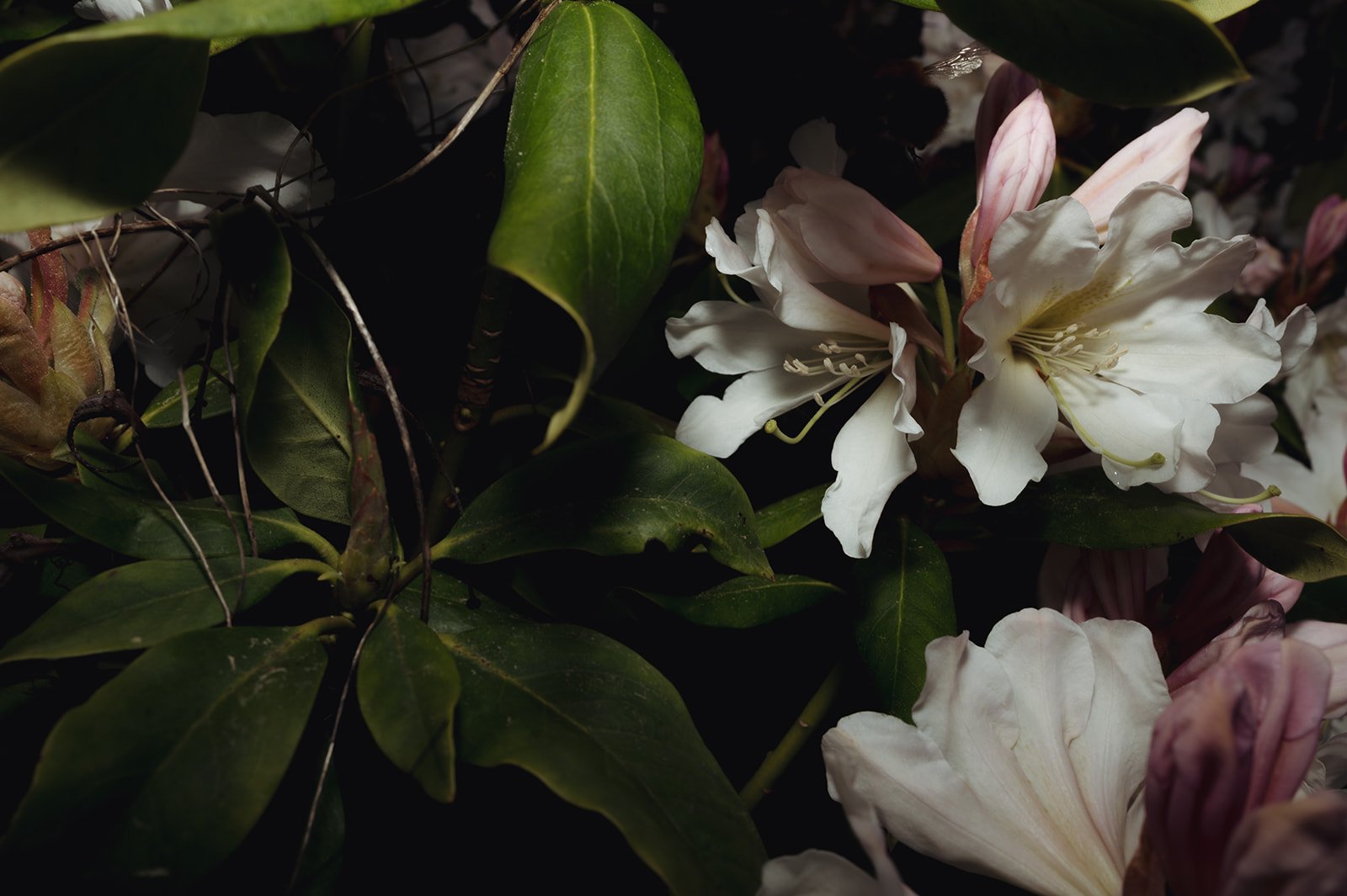 OhhHalla_Flowers-133_websize.jpg