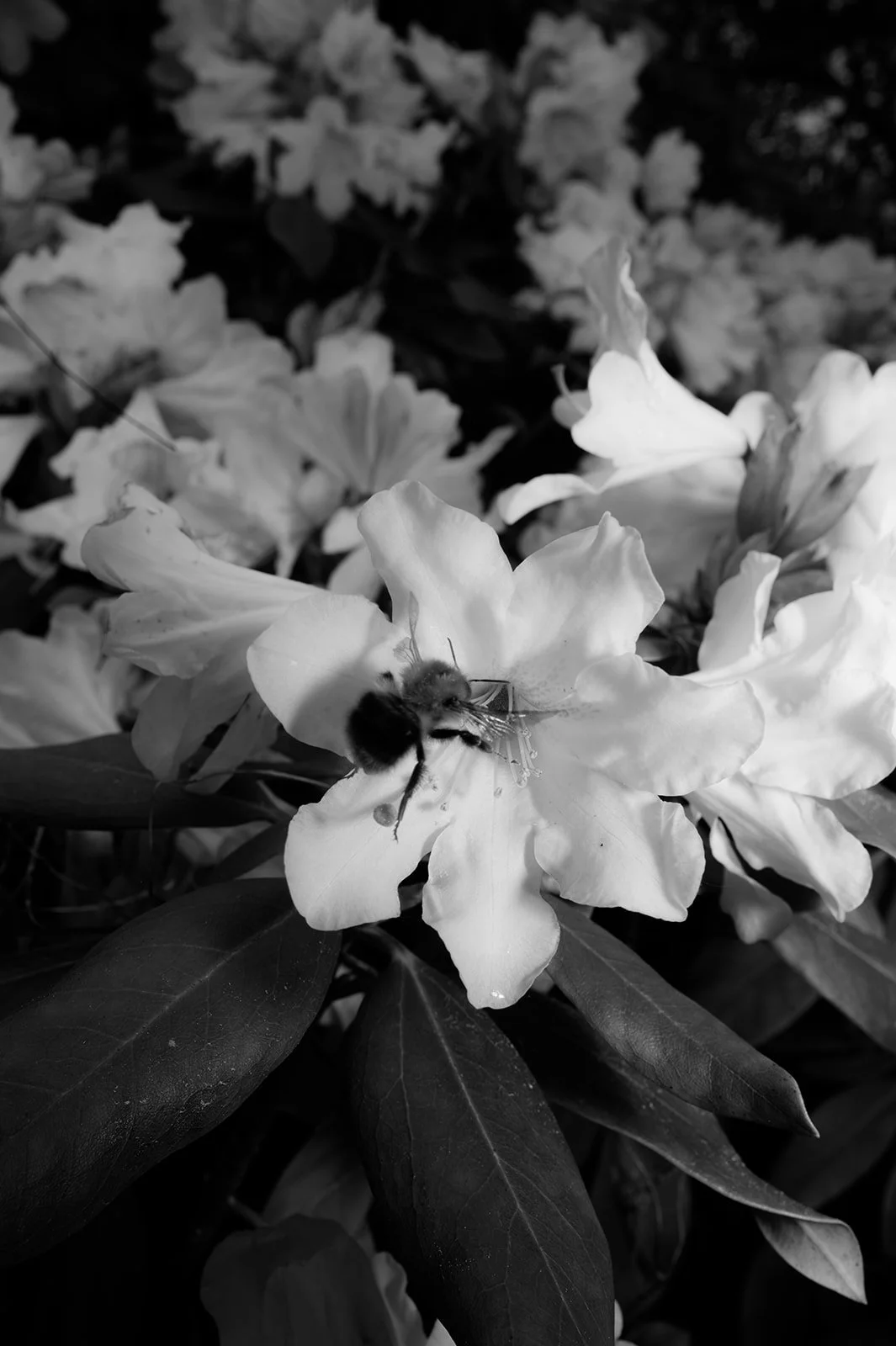 OhhHalla_Flowers-130_websize.jpg