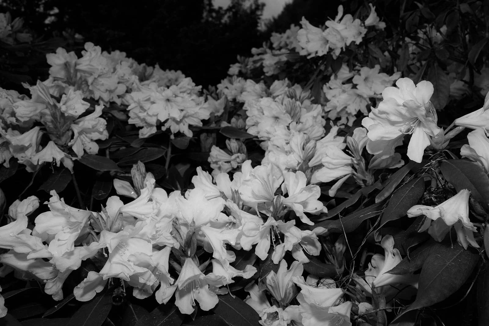 OhhHalla_Flowers-148_websize.jpg