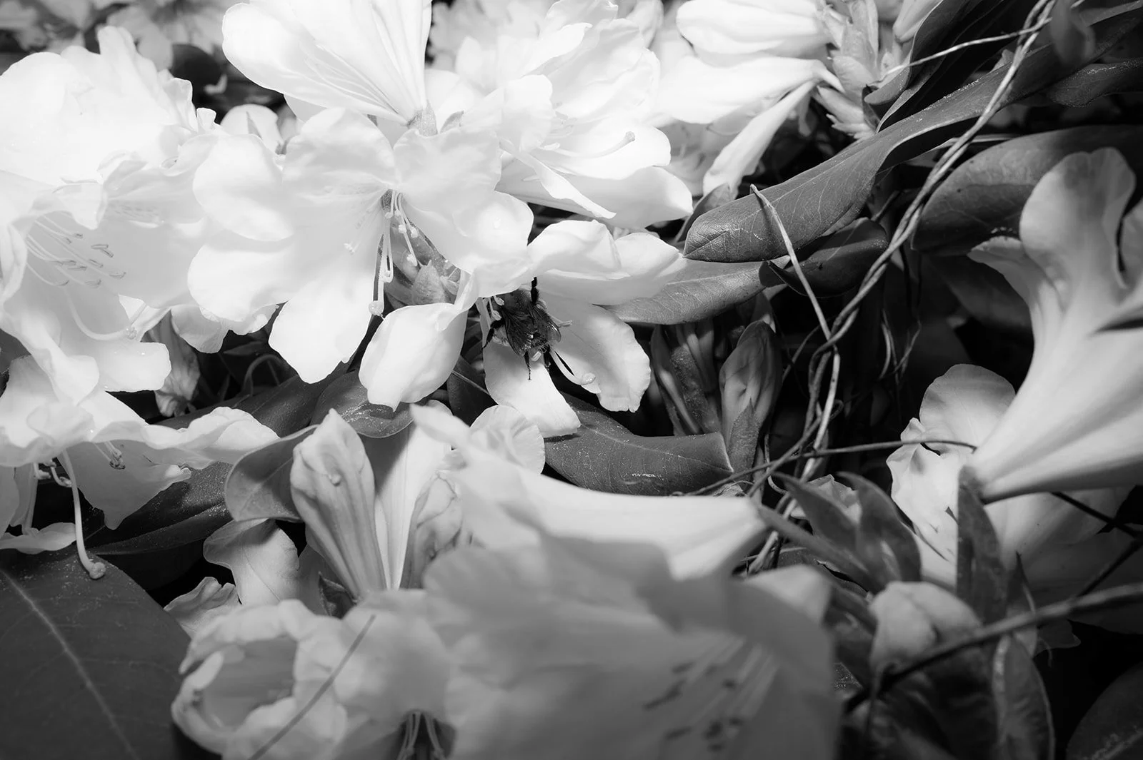 OhhHalla_Flowers-140_websize.jpg